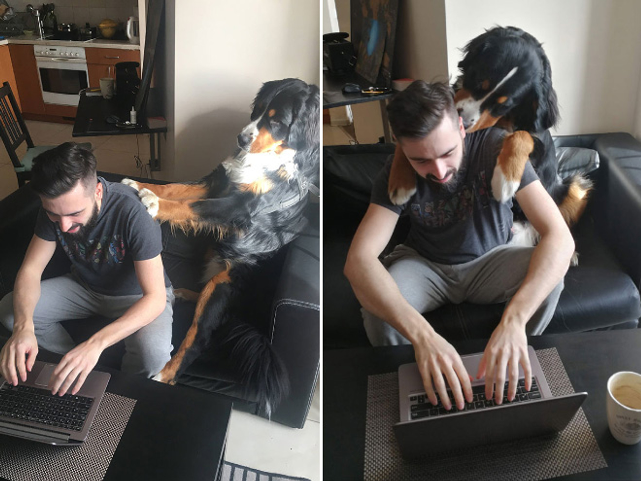 Hond collega
