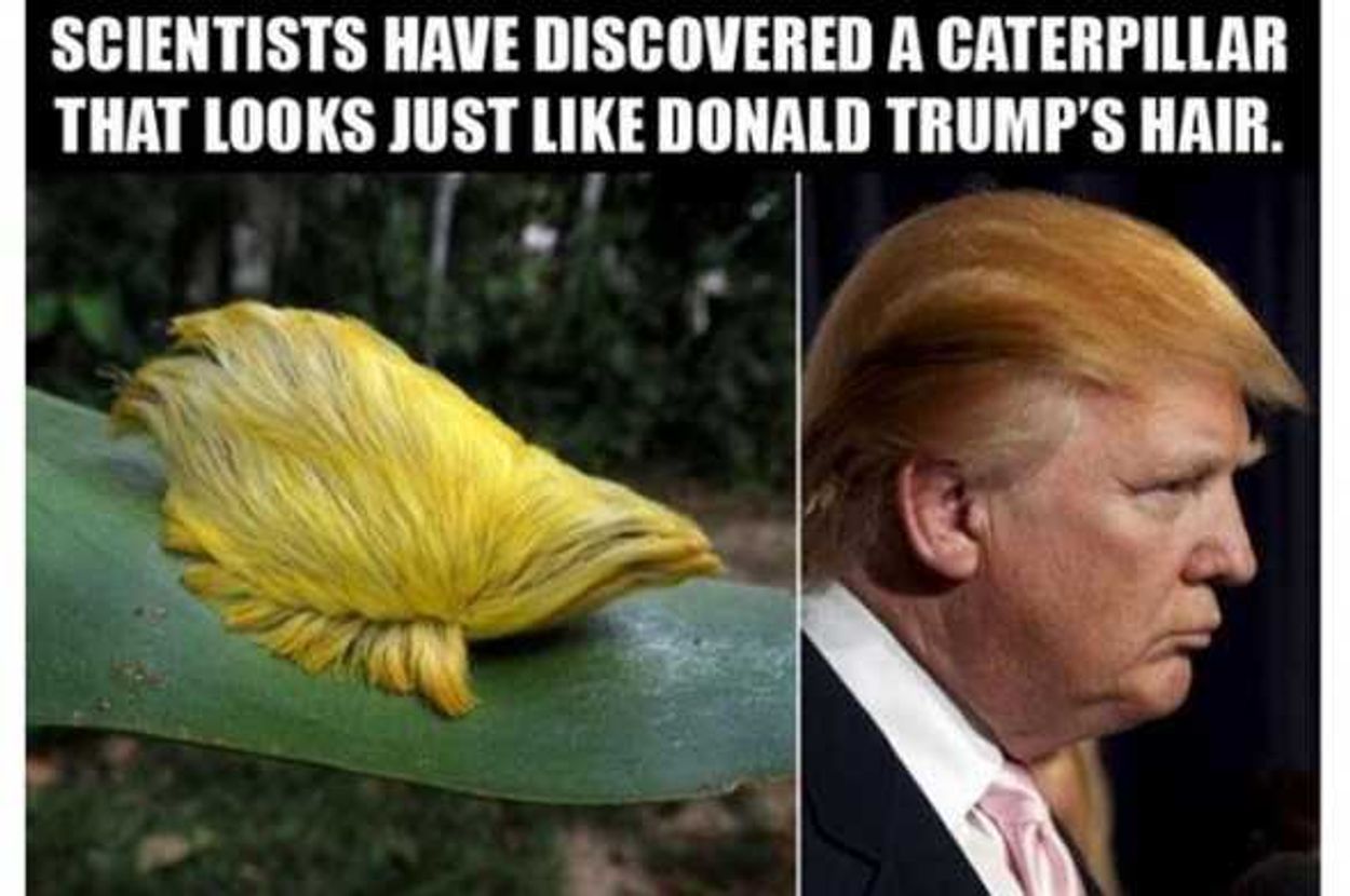 Scientists-Have-Discoverd-A-Caterpillar-Funny-Donald-Trump-Meme-Image