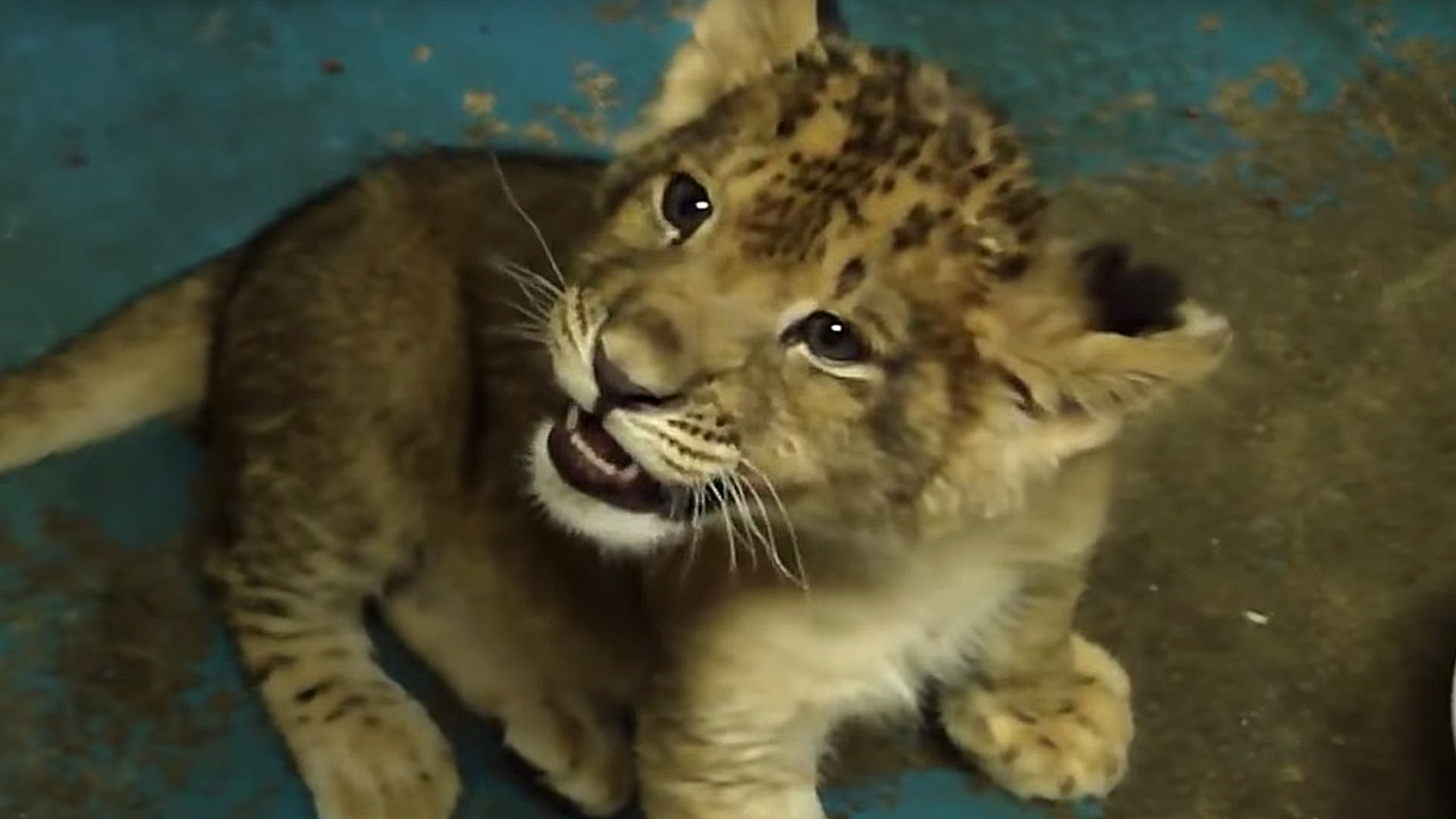 welpje probeert te brullen