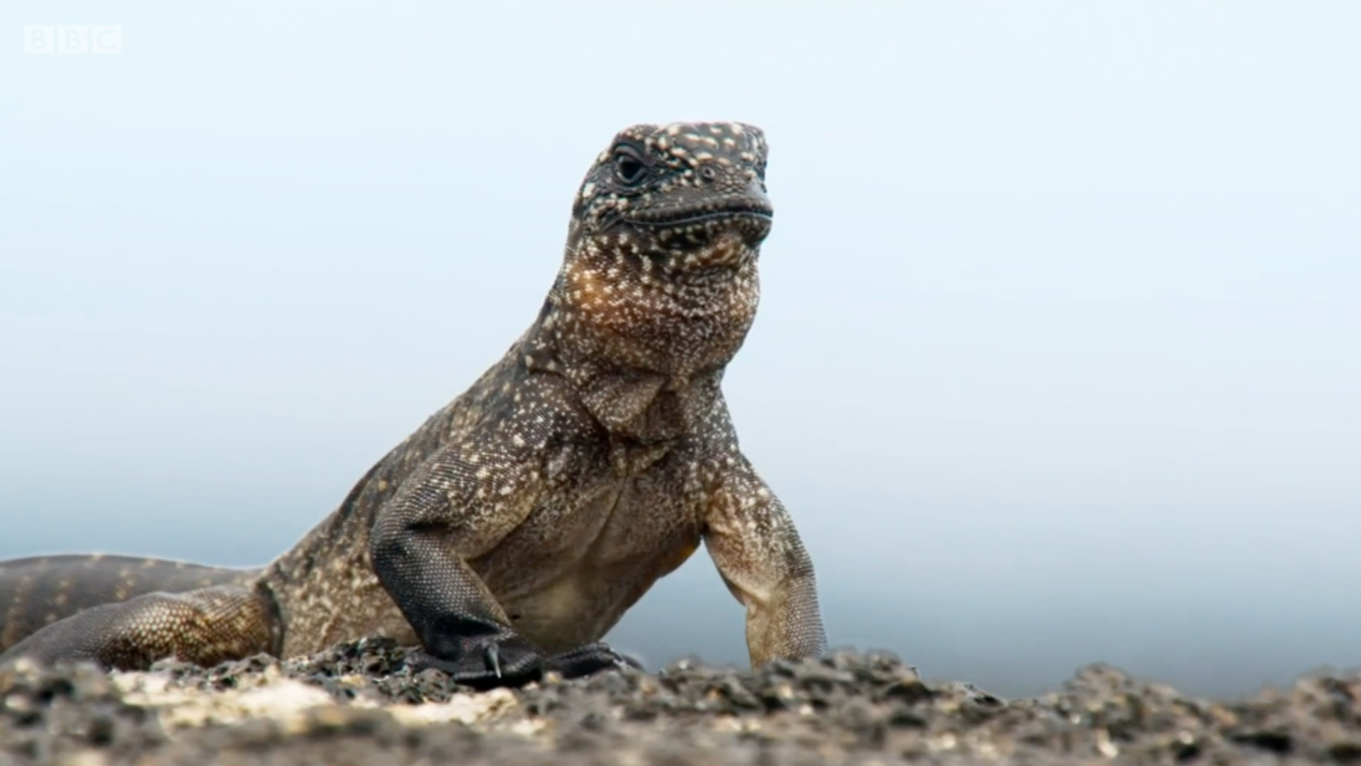 iguana