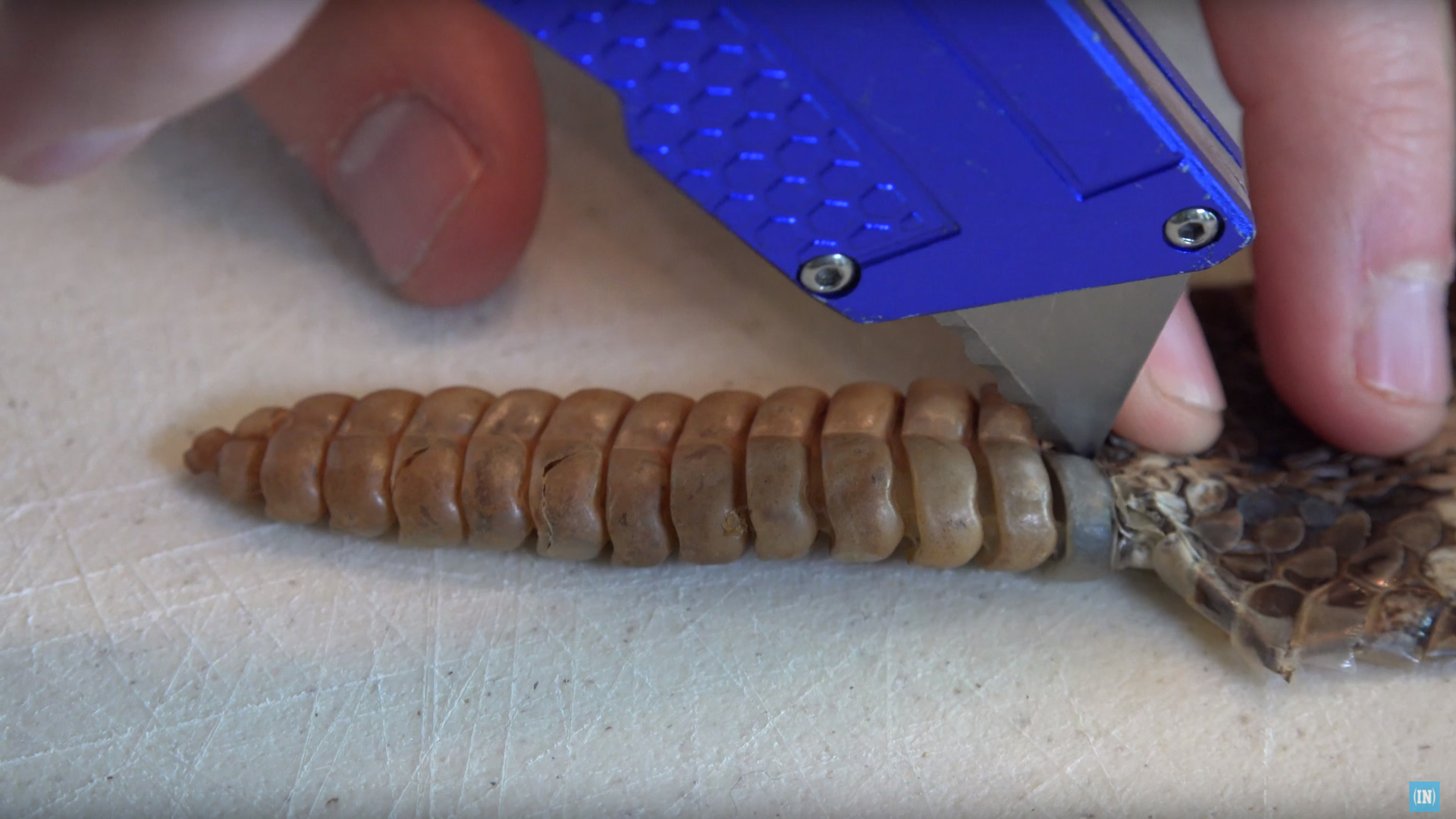 Ratelslang staart scr