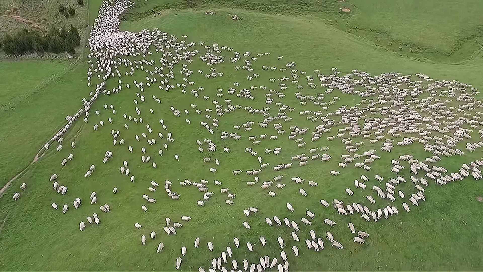 Thumb WDD schapen nieuw zeeland