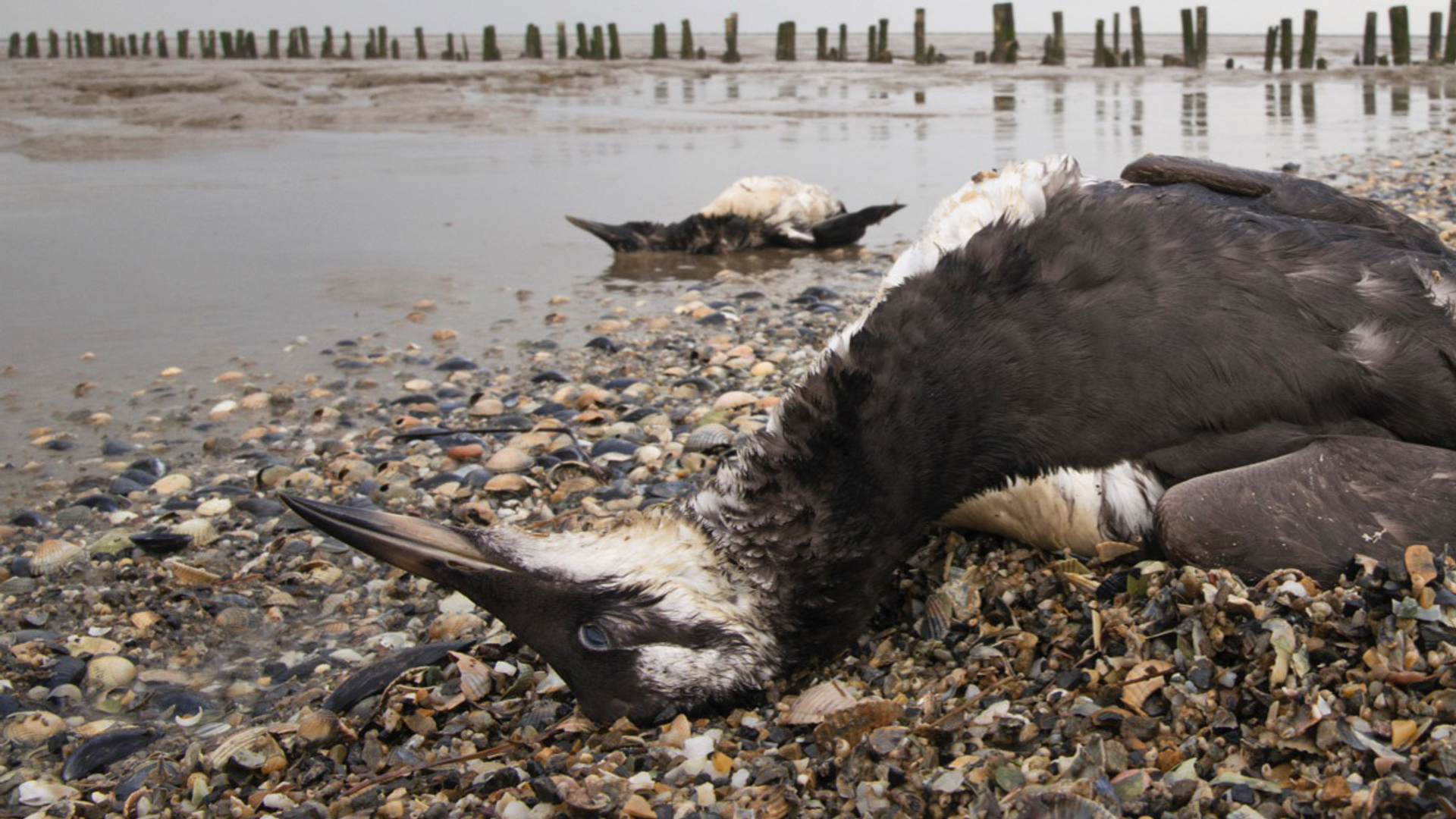 Zeekoet Vogel