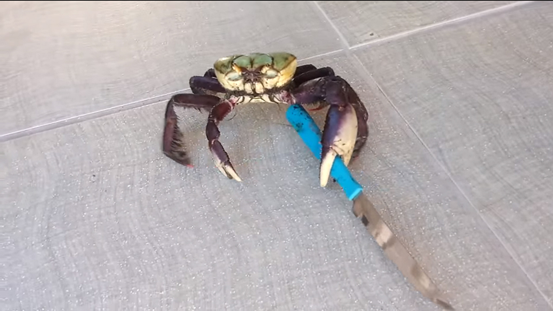 Web Draait Door Krab met mes