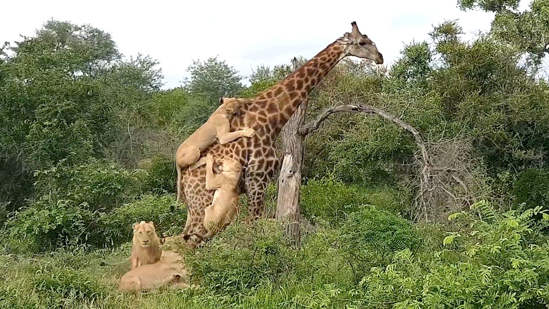 Web Draait Door: Giraffe geeft geen kik