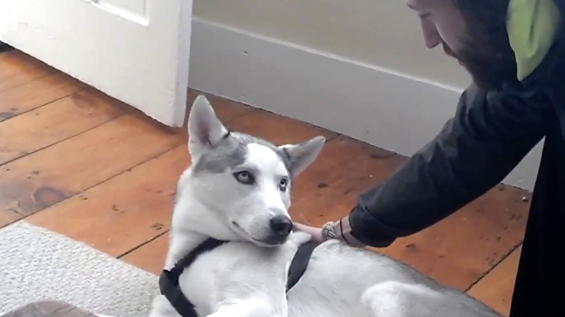 Tumb web draait door hond