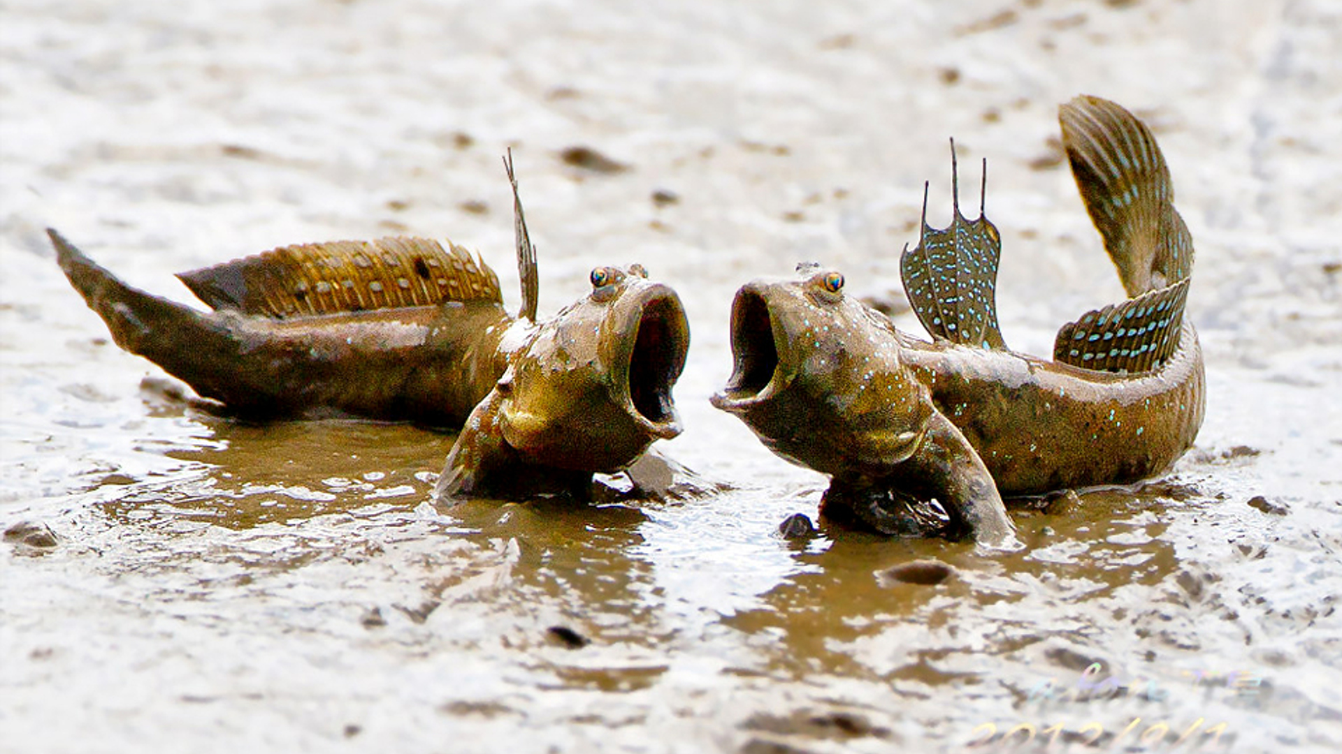 Mudskipper Vis op het Droge
