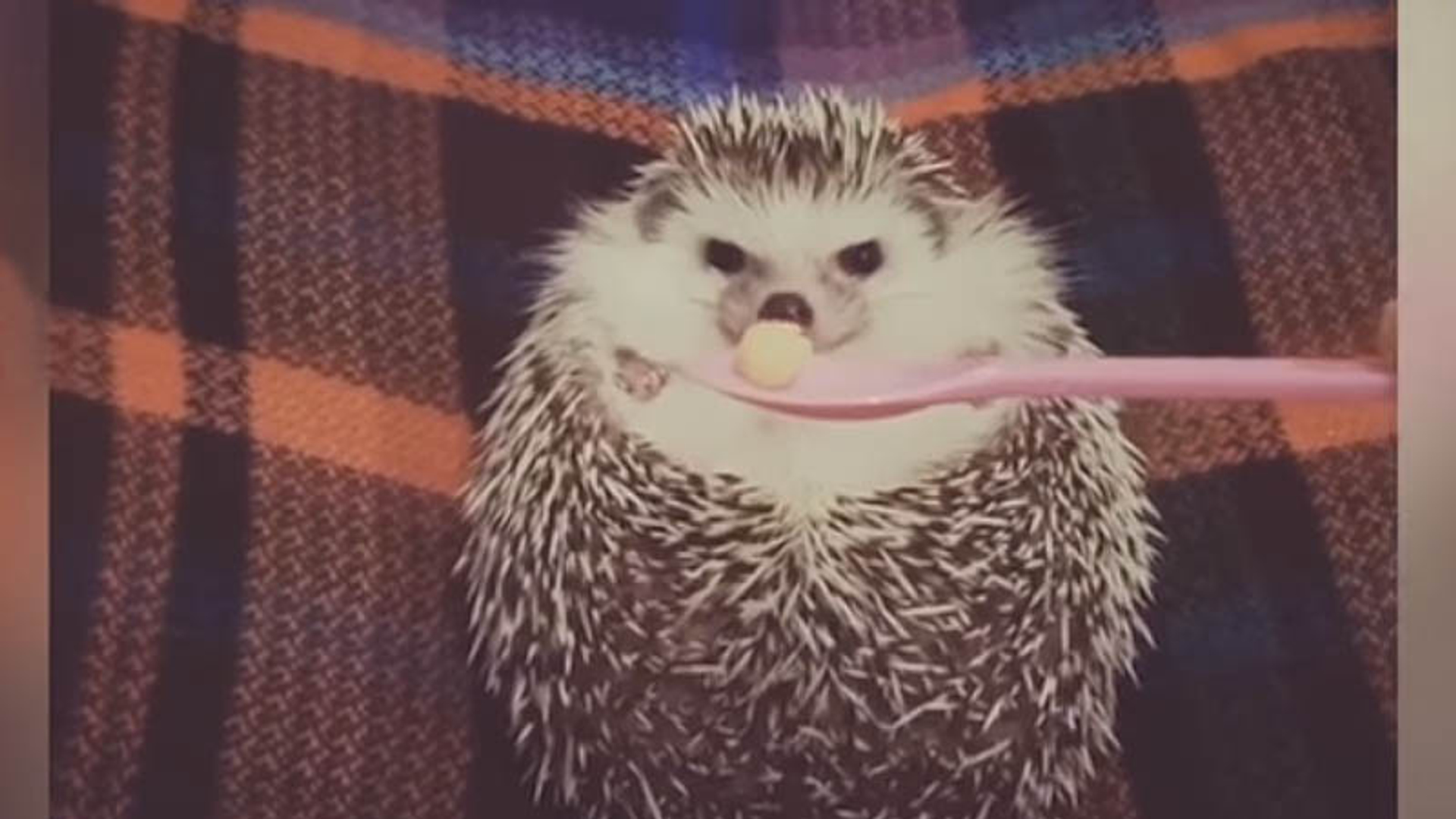 Web Draait Door egel