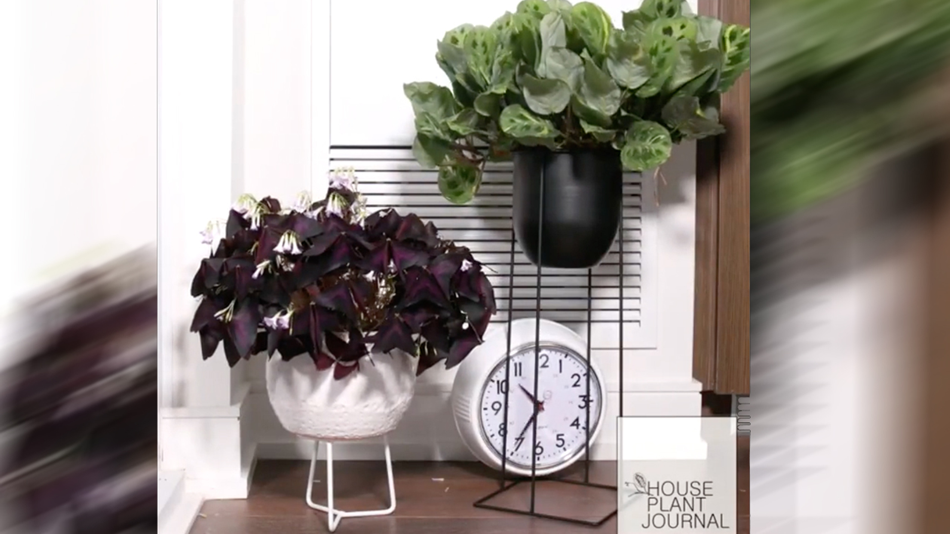 Web Draait Door: dit doen je planten als je van huis bent