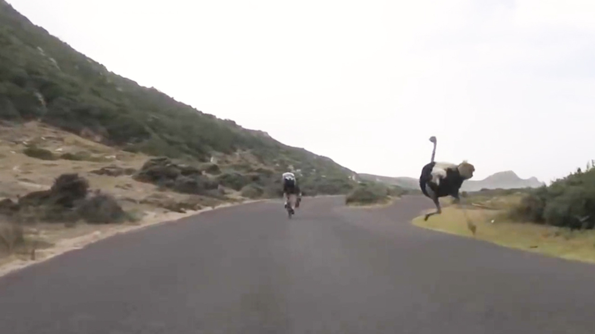 Tumb Web Draait Door: struisvogel terroriseert wielrenners