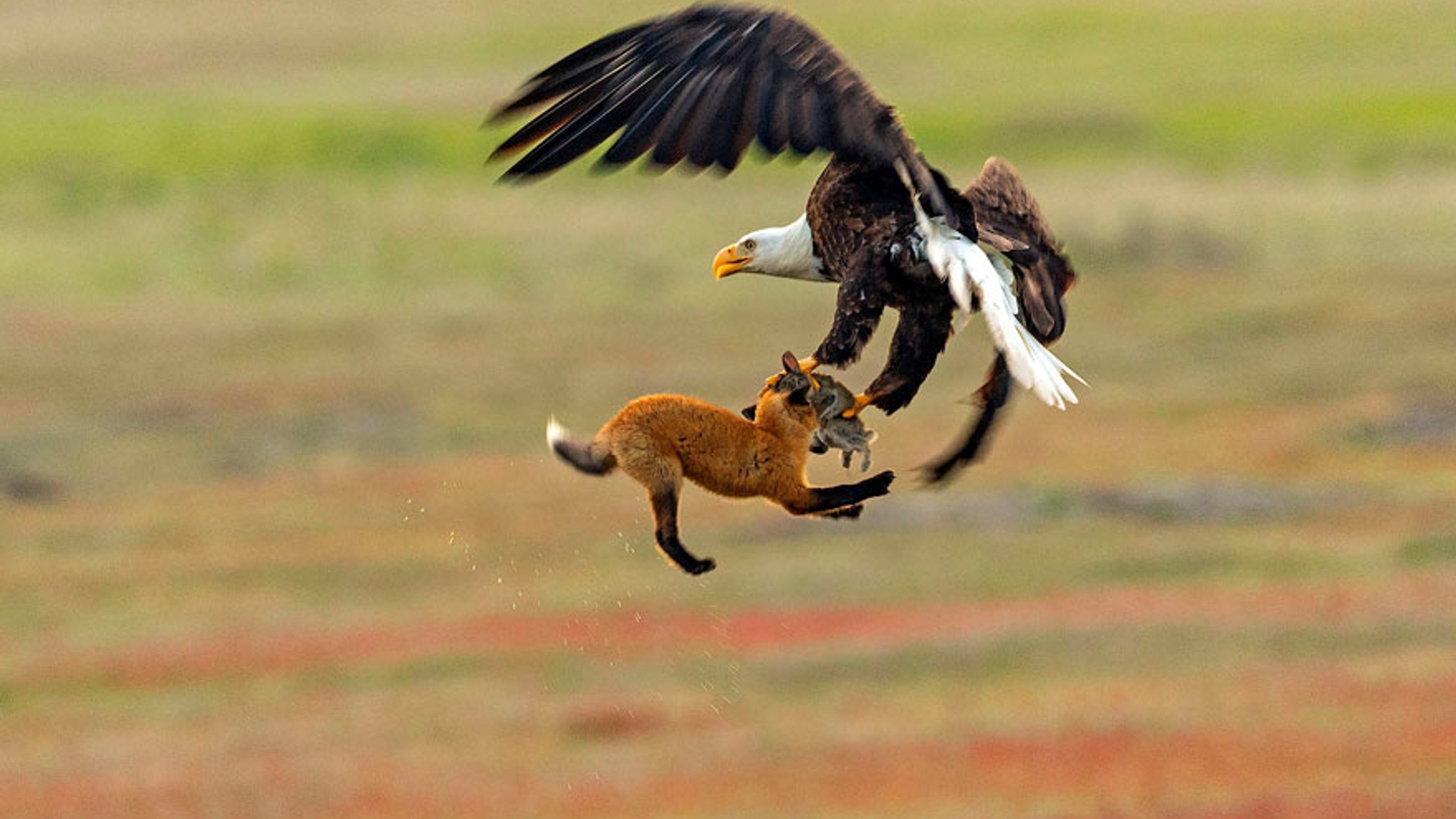 5b07de8ec37b4-wildlife-photography-eagle-fox-fighting-over-rabbit-kevin-ebi-8-5b0661f2c2717__880