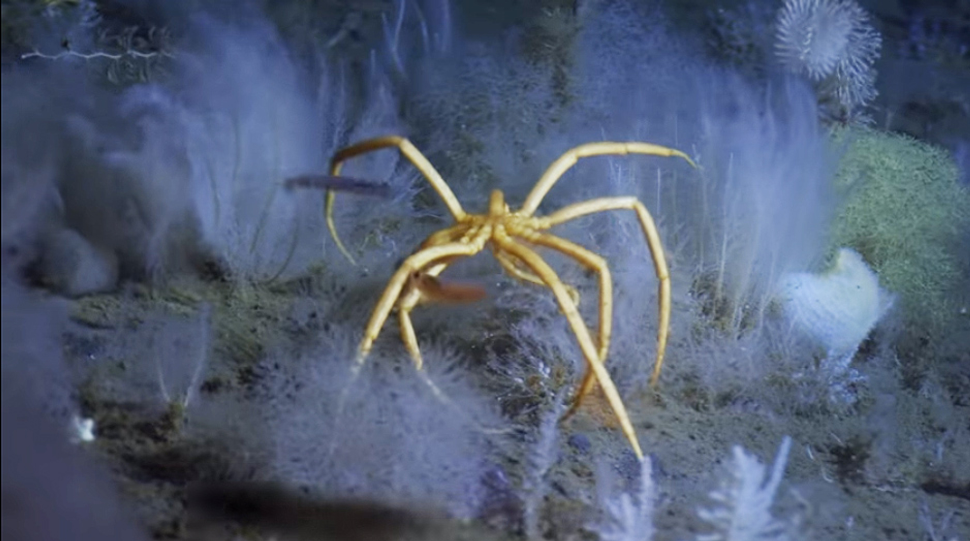 Afbeelding van Web Draait Door: 1000 meter onder het ijs.