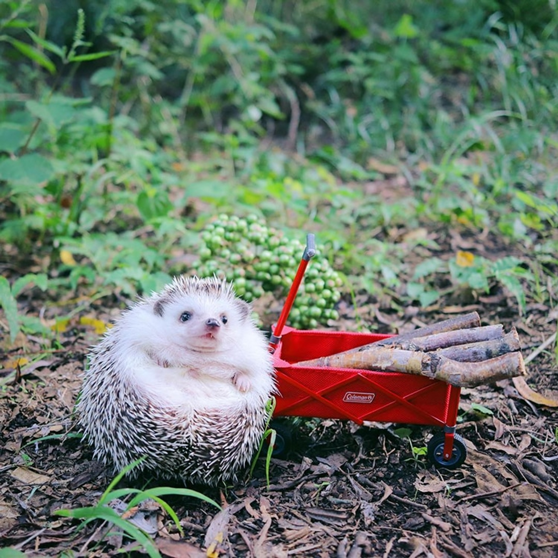 azuki-camping-hedgehog-6
