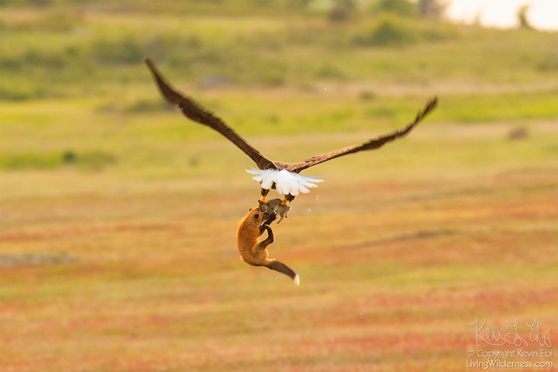 5b07de902f21f-wildlife-photography-eagle-fox-fighting-over-rabbit-kevin-ebi-14-5b0662f18d04a__880