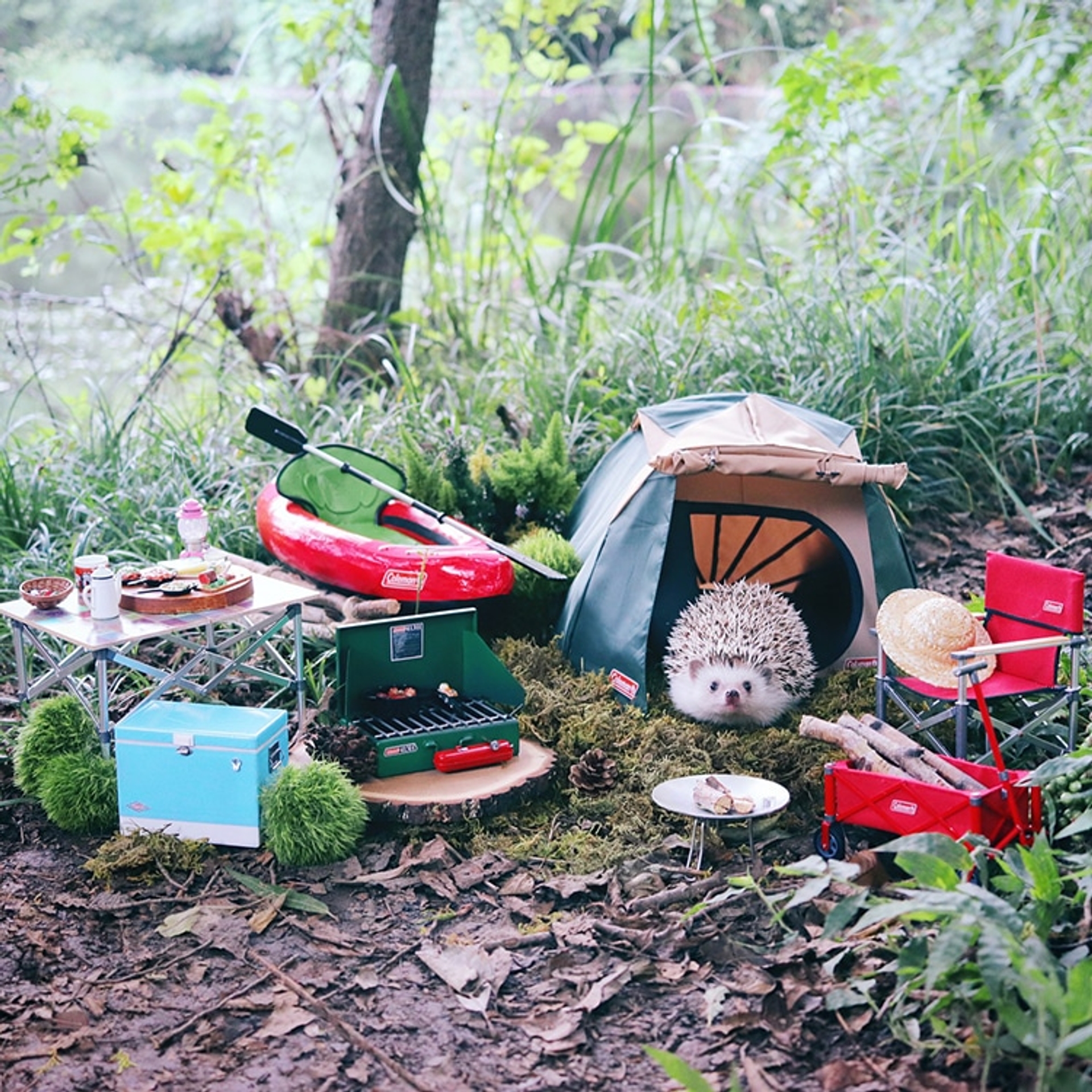 azuki-camping-hedgehog-1