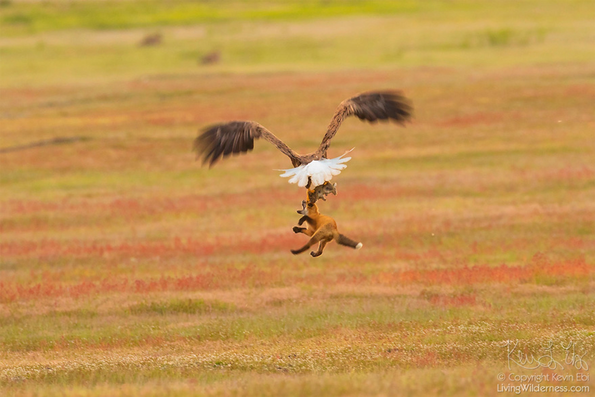 5b07de9131977-wildlife-photography-eagle-fox-fighting-over-rabbit-kevin-ebi-15-5b066362d8ec7__880