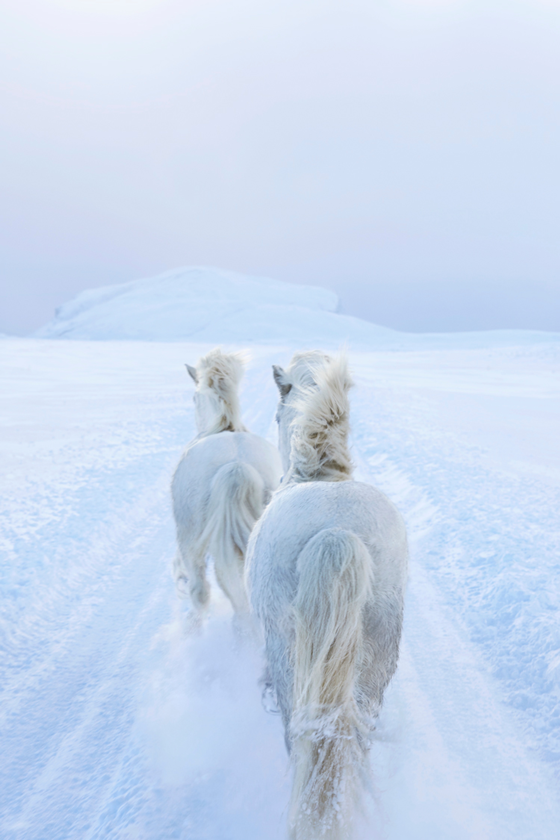 icelandic-horse-photos-drew-doggett-10