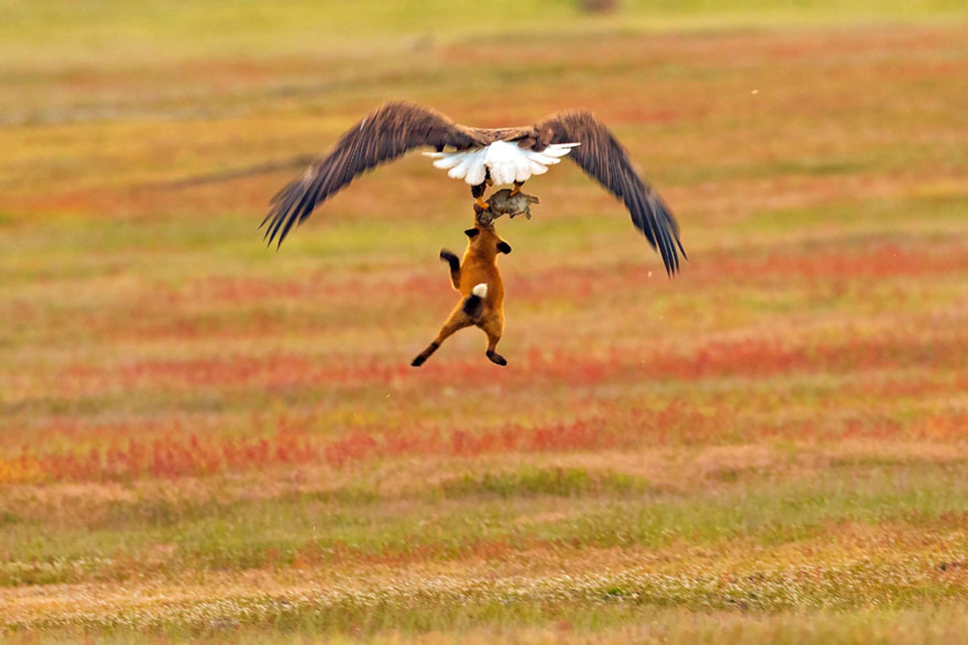 5b07de907de49-wildlife-photography-eagle-fox-fighting-over-rabbit-kevin-ebi-6-5b0661edc4434__880