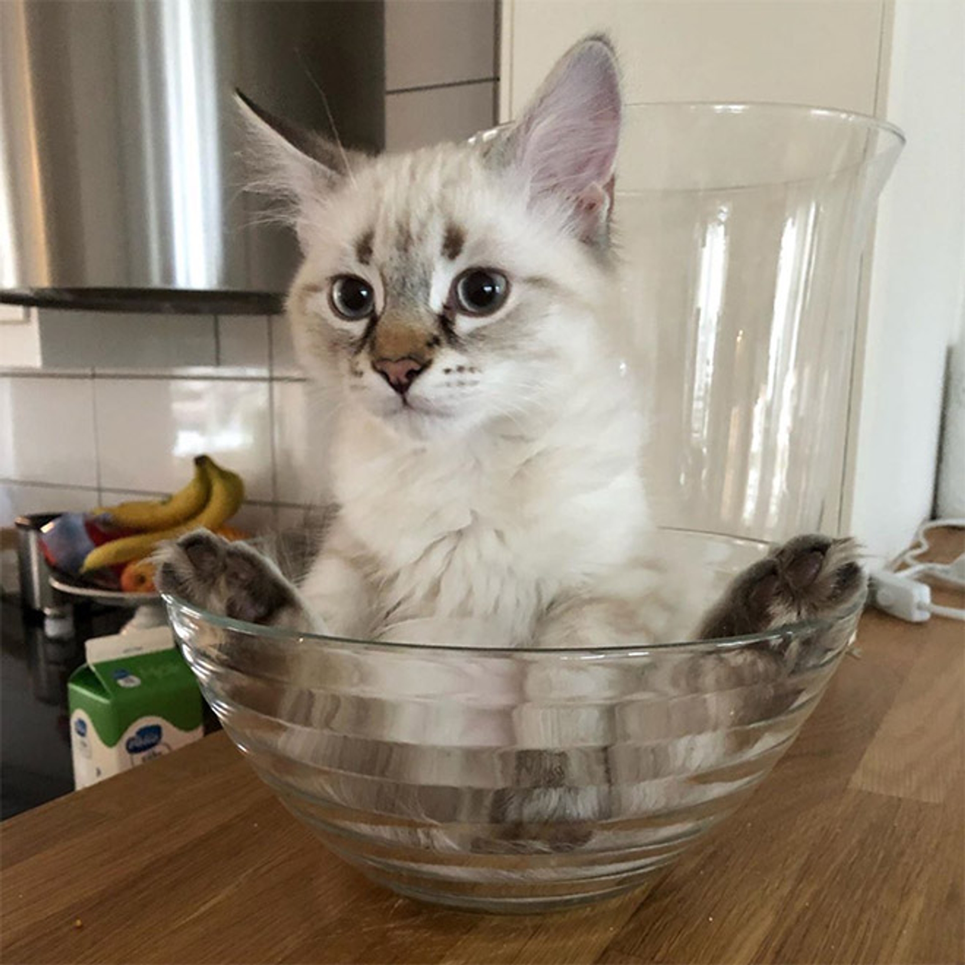 cats-in-bowls19