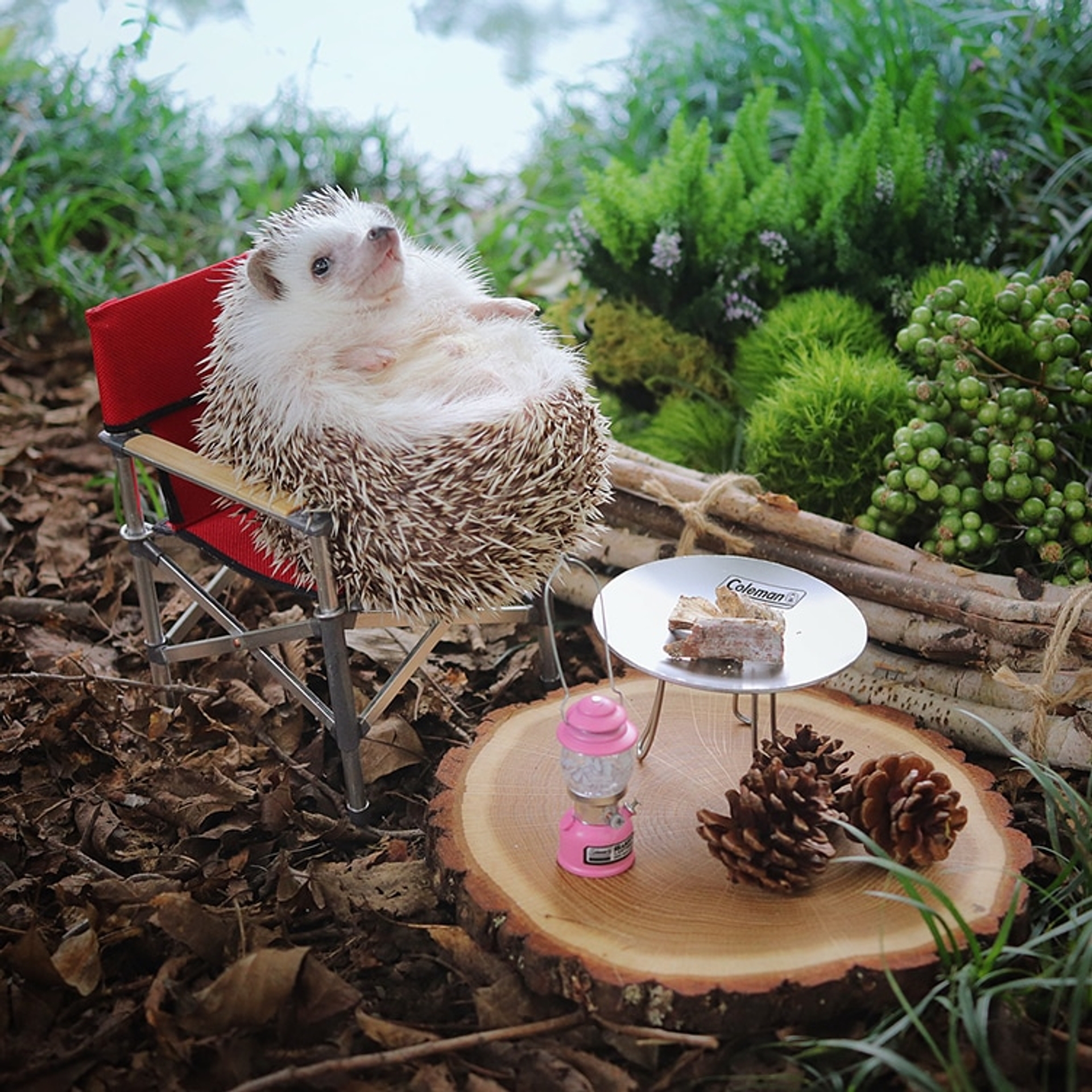 azuki-camping-hedgehog-7