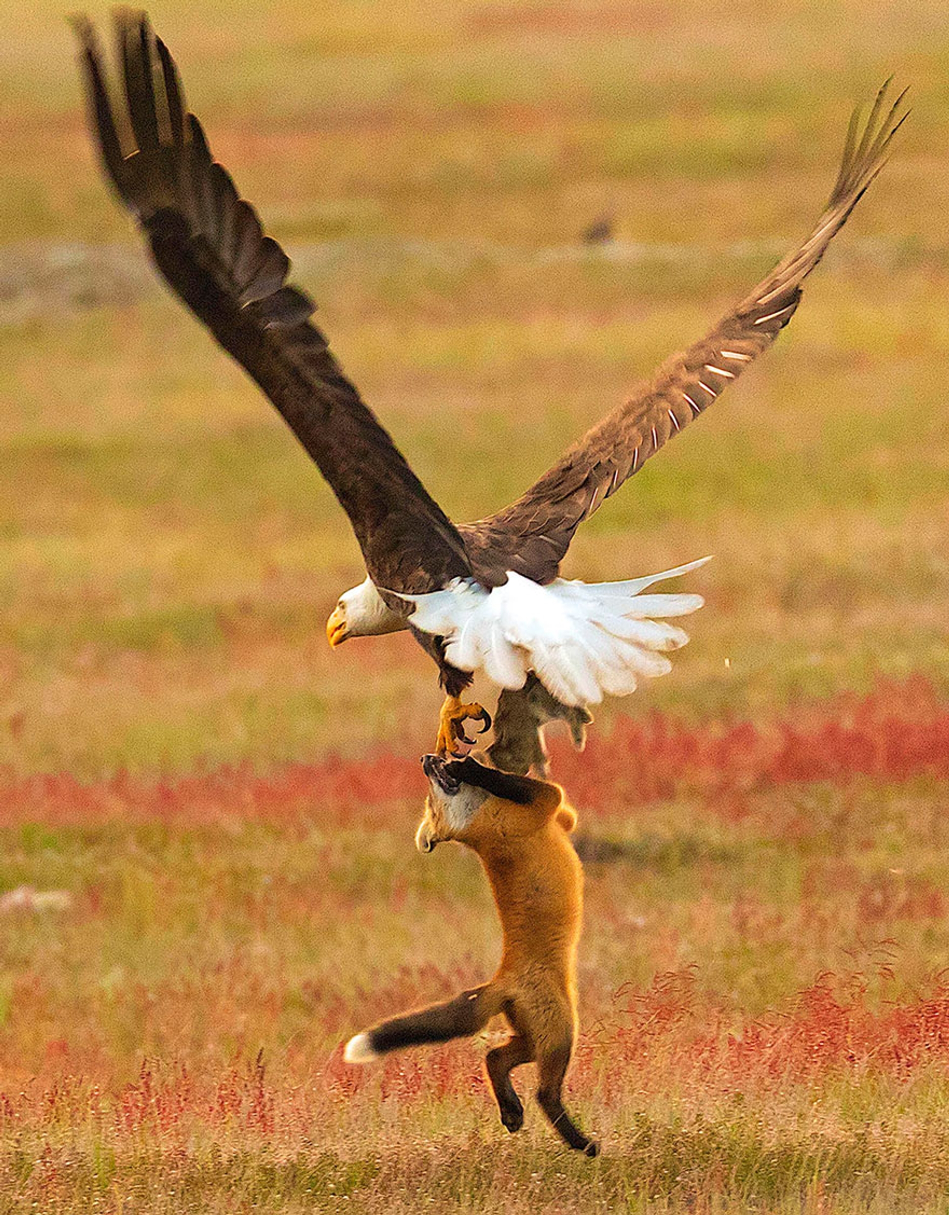 5b07de91df2e4-wildlife-photography-eagle-fox-fighting-over-rabbit-kevin-ebi-9-5b0661f5347b7__880