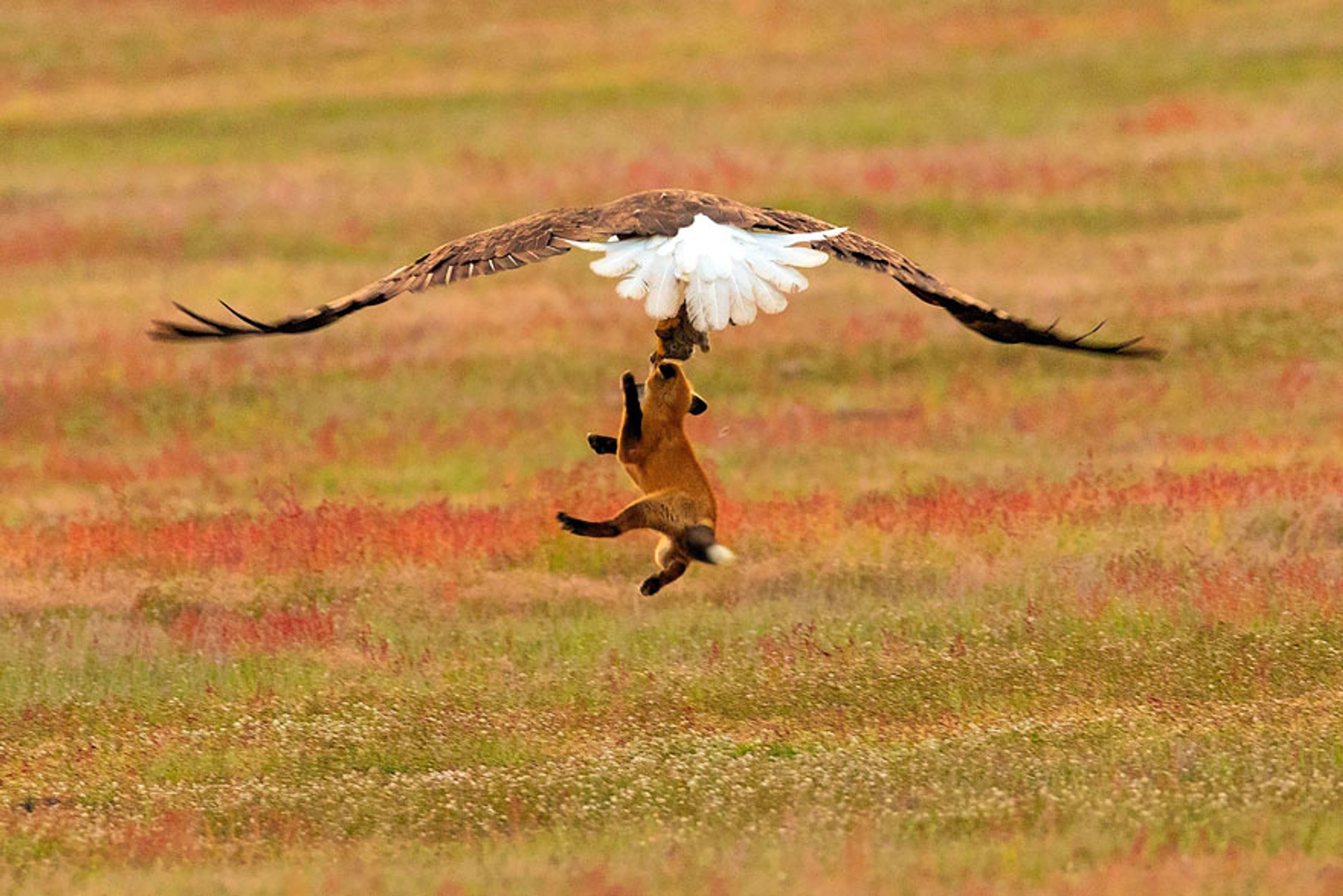 5b07de90cfd59-wildlife-photography-eagle-fox-fighting-over-rabbit-kevin-ebi-7-5b0661f0f123c__880