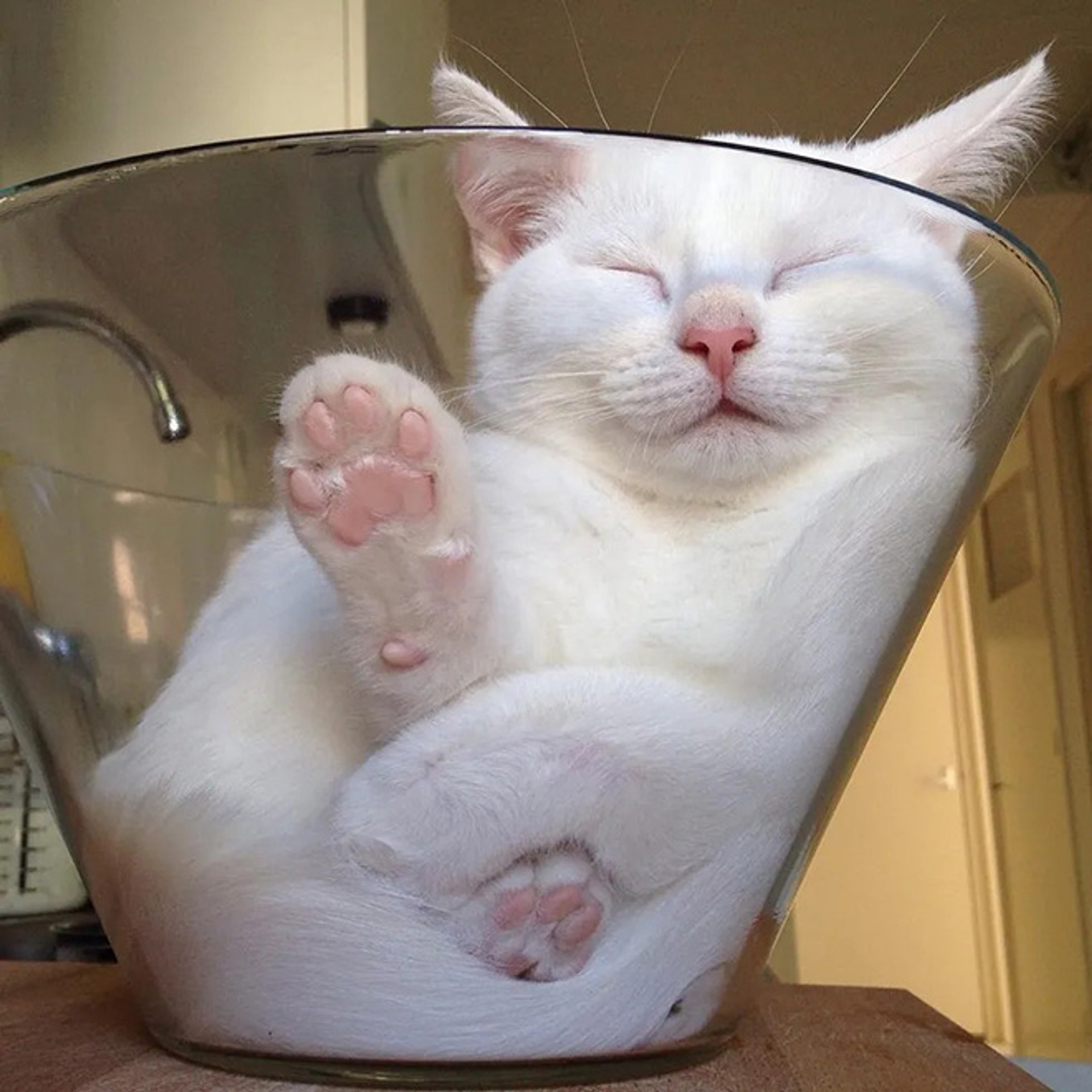 cats-in-bowls20