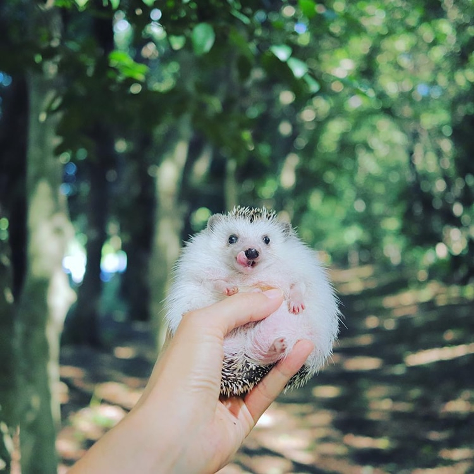 azuki-camping-hedgehog-8