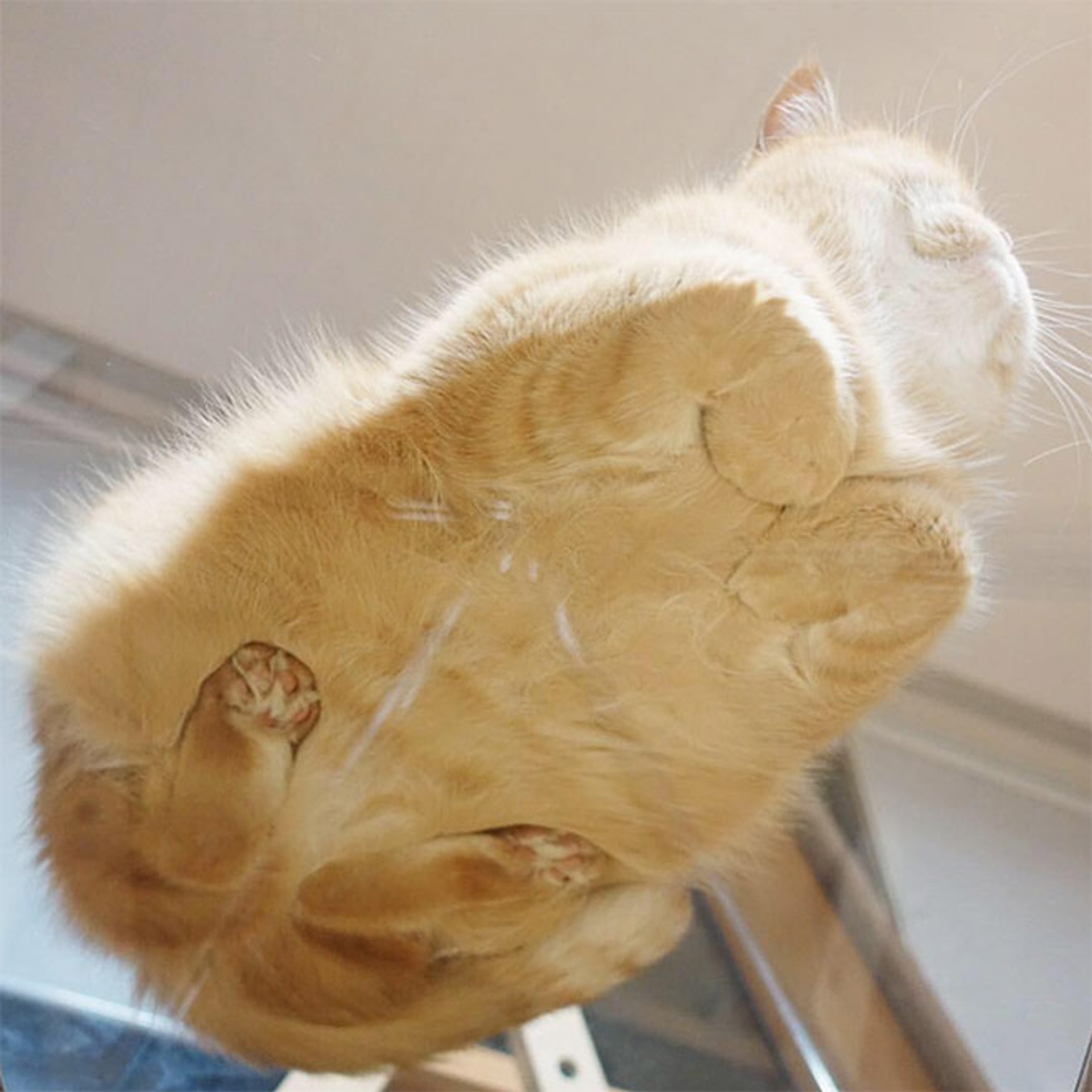 cat-on-glass3