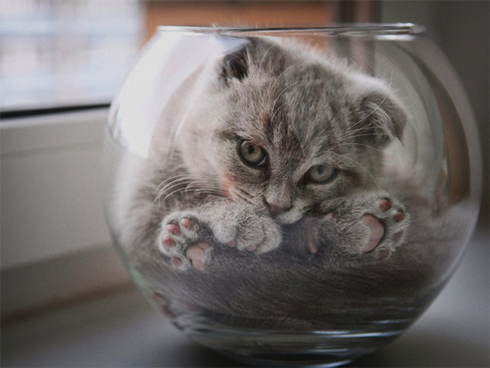 cats-in-bowls2