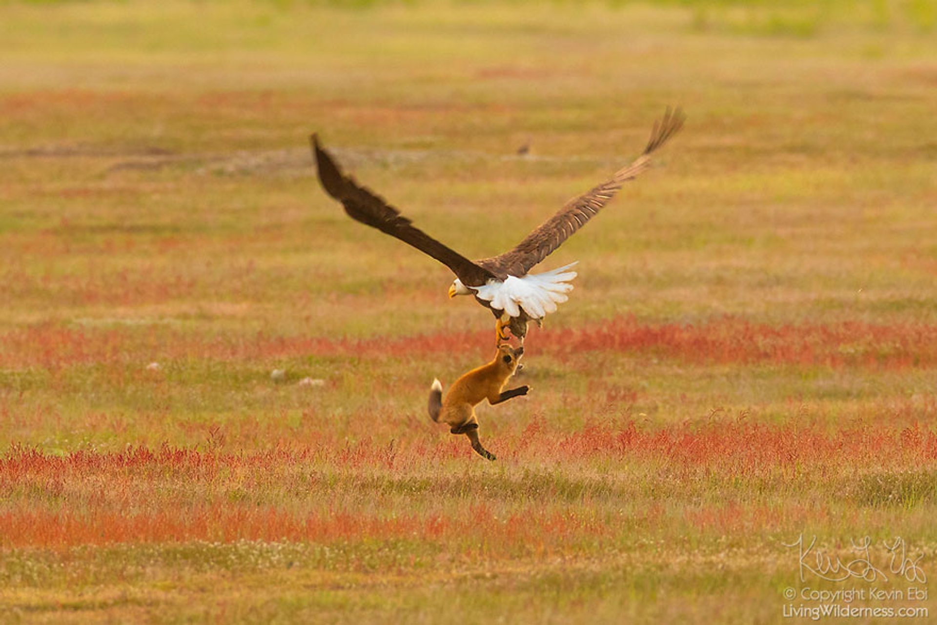 5b07de924d029-wildlife-photography-eagle-fox-fighting-over-rabbit-kevin-ebi-2-5b0661e5b1a11__880