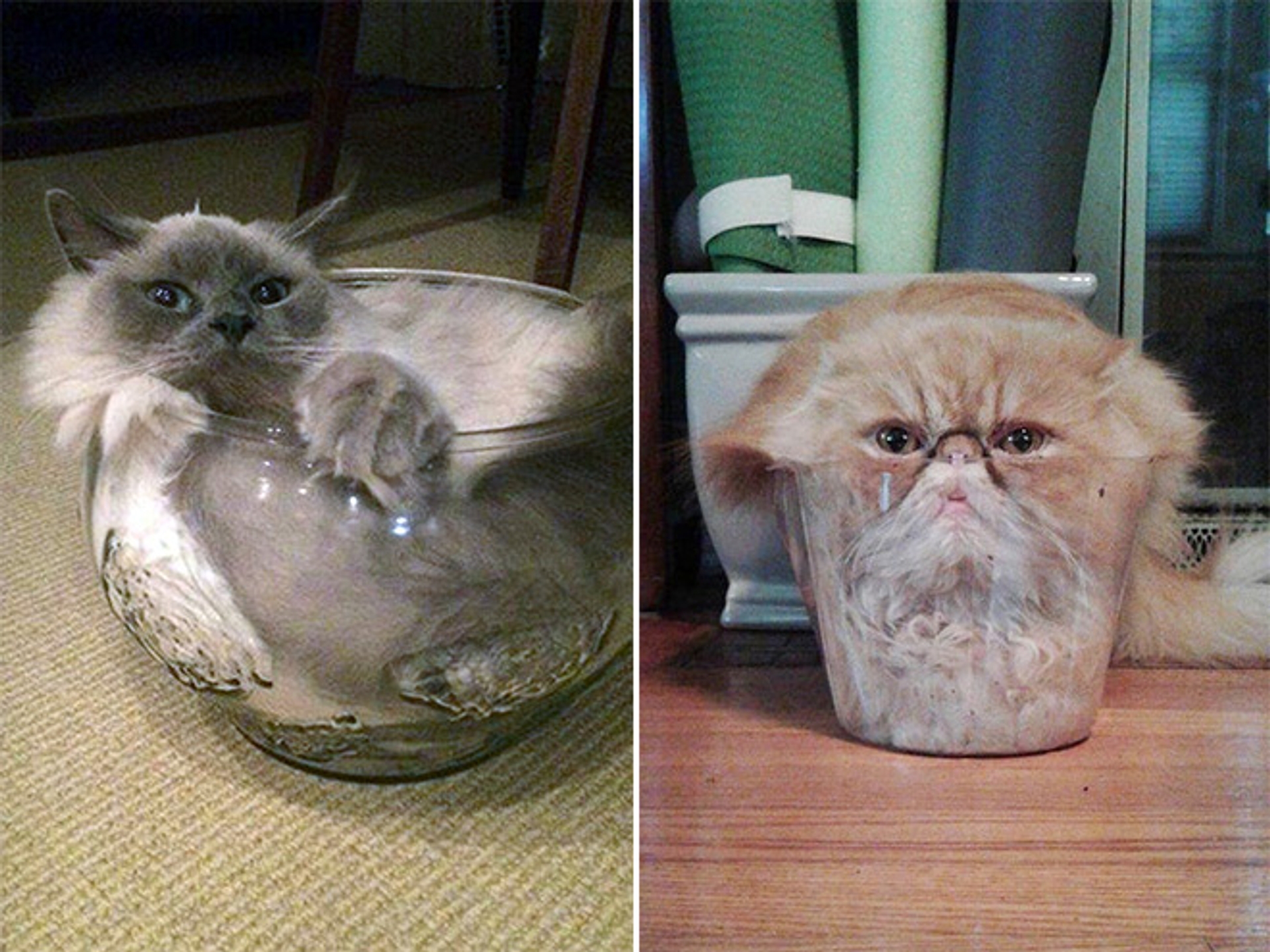 cats-in-bowls4