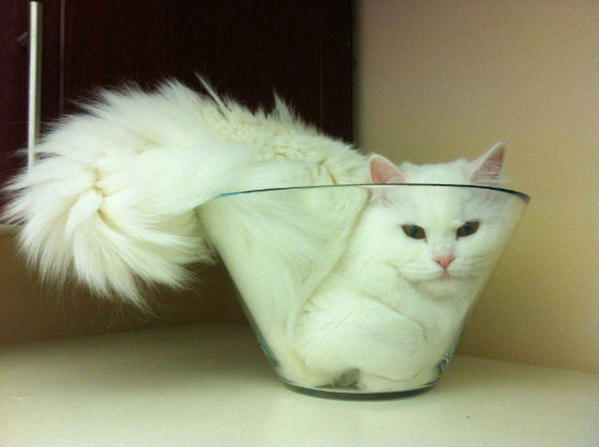 cats-in-bowls16