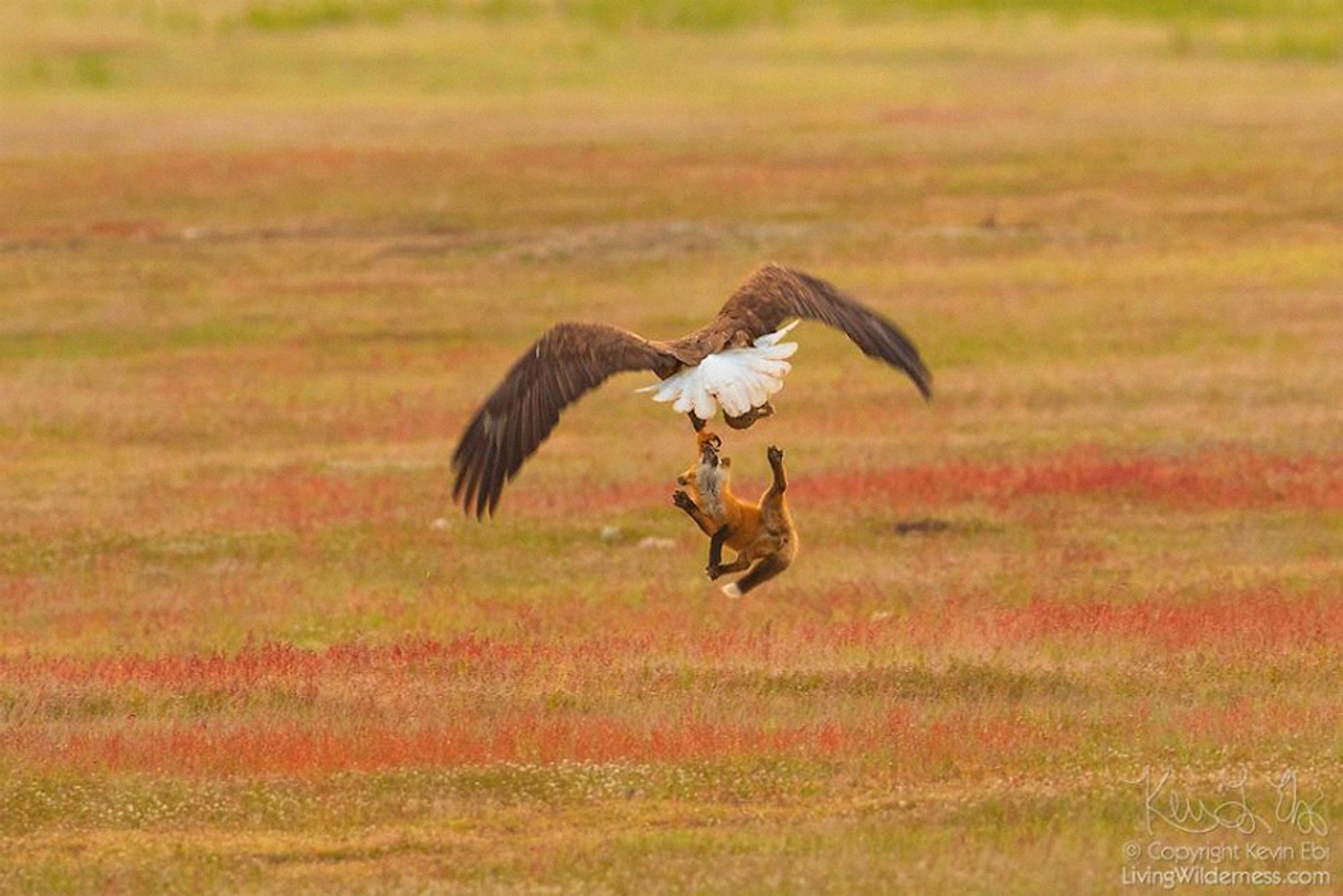 5b07de918459b-wildlife-photography-eagle-fox-fighting-over-rabbit-kevin-ebi-12-5b0661fa2ab13__880