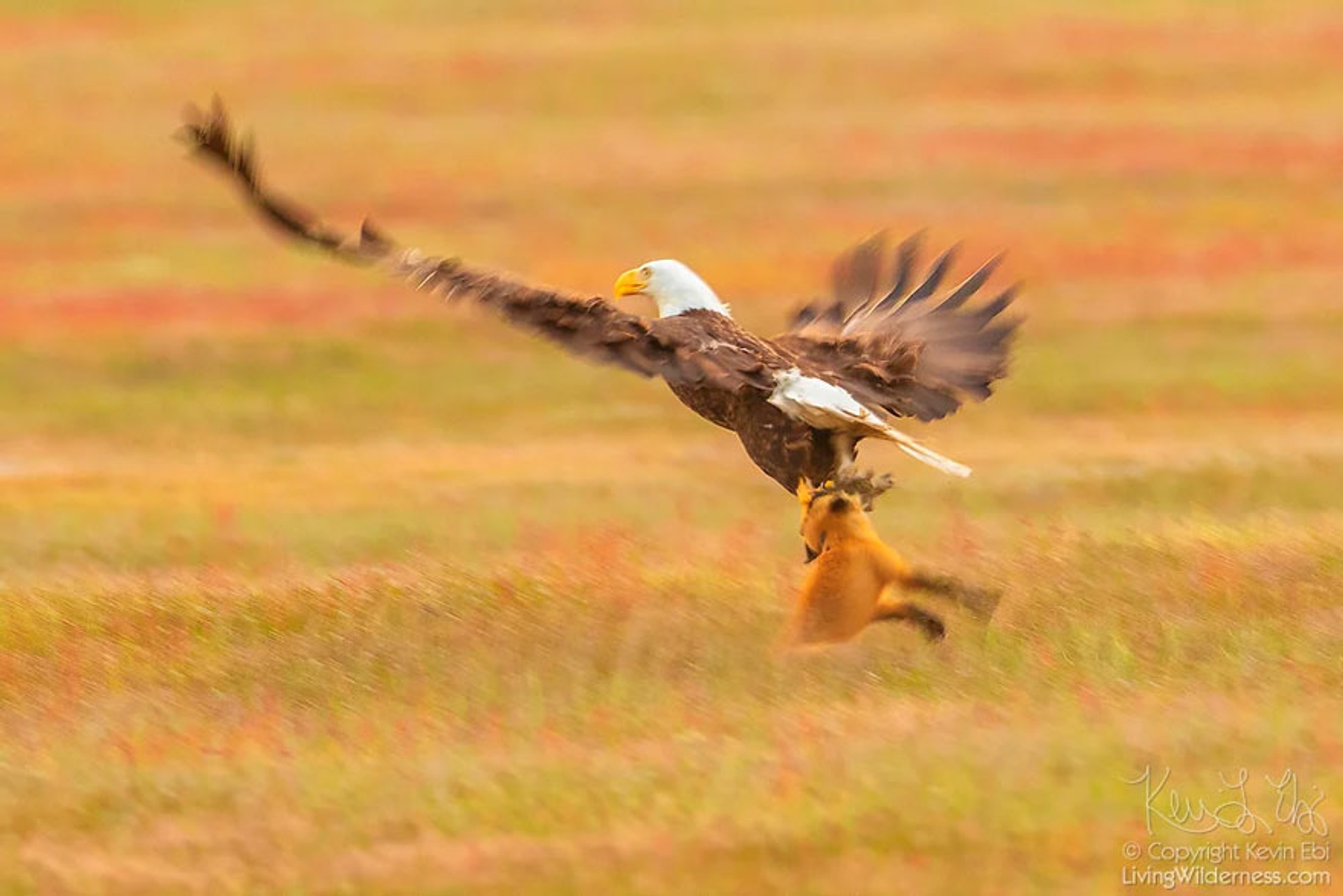 5b07de8f8b743-wildlife-photography-eagle-fox-fighting-over-rabbit-kevin-ebi-1-5b0661e3e2b7e__880