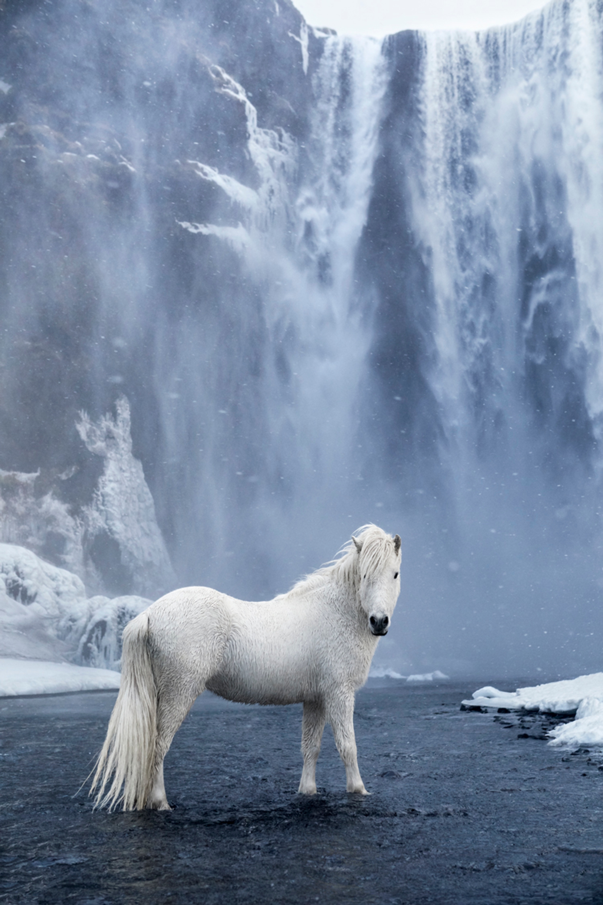 icelandic-horse-photos-drew-doggett-9