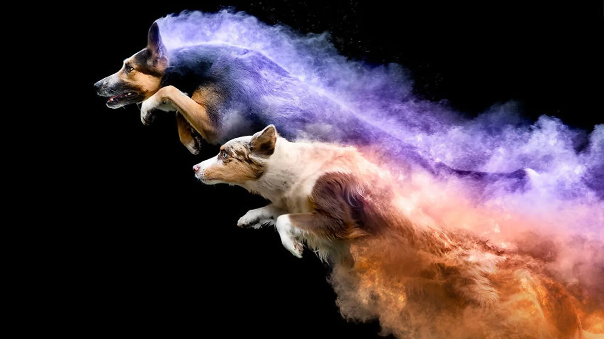Afbeelding van Web Draait Door: honden springen met kleurenpoeder