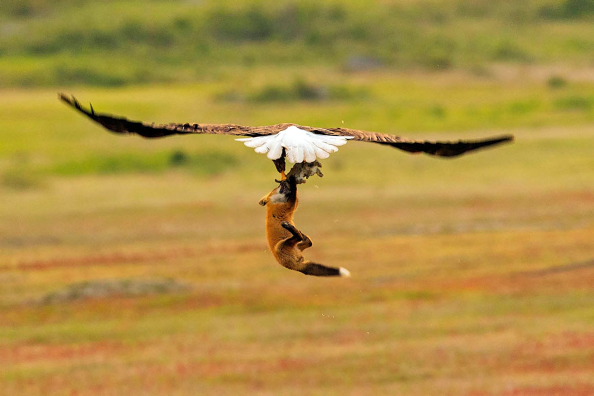 5b07de8fd8604-wildlife-photography-eagle-fox-fighting-over-rabbit-kevin-ebi-5-5b0661ebb3686__880