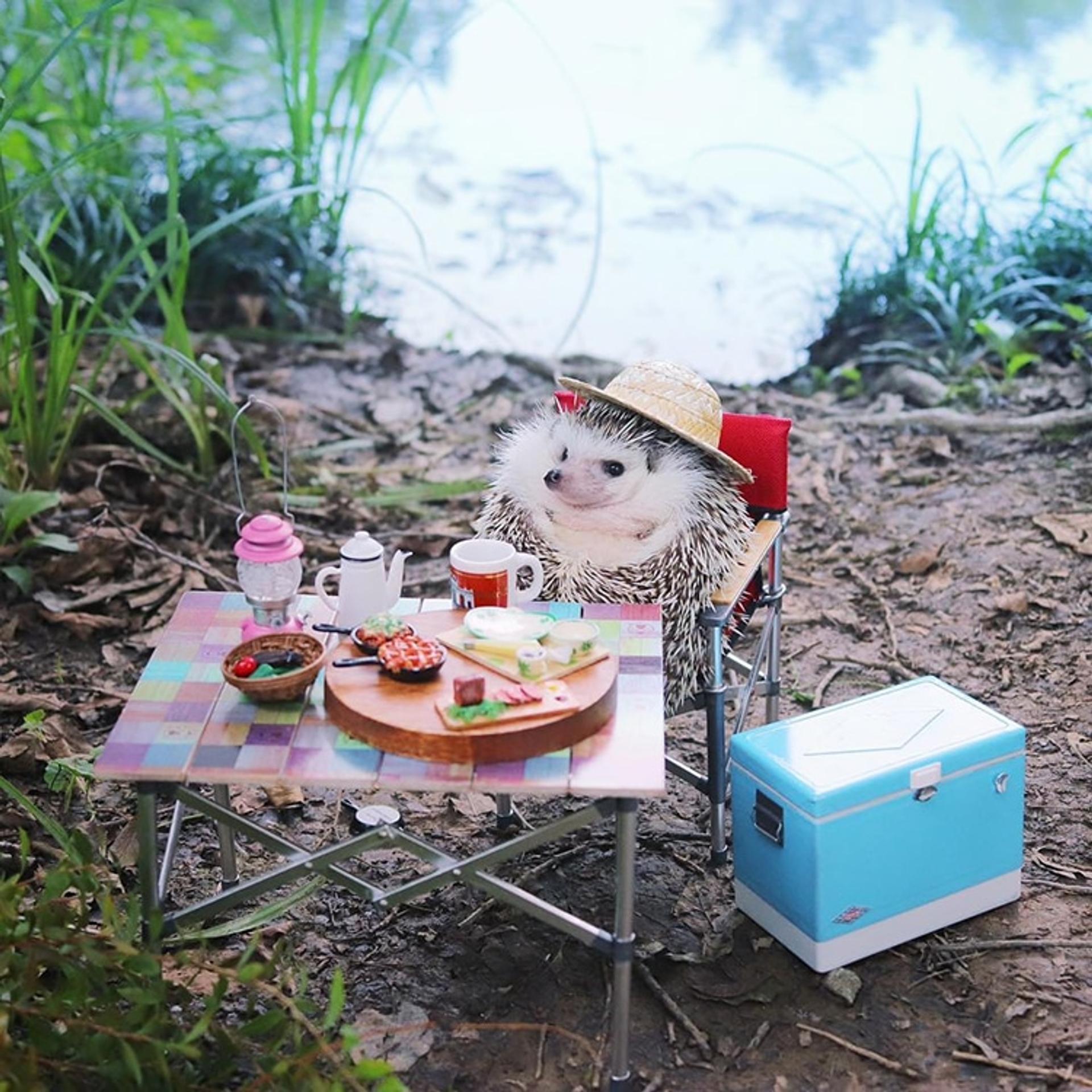 azuki-camping-hedgehog-3
