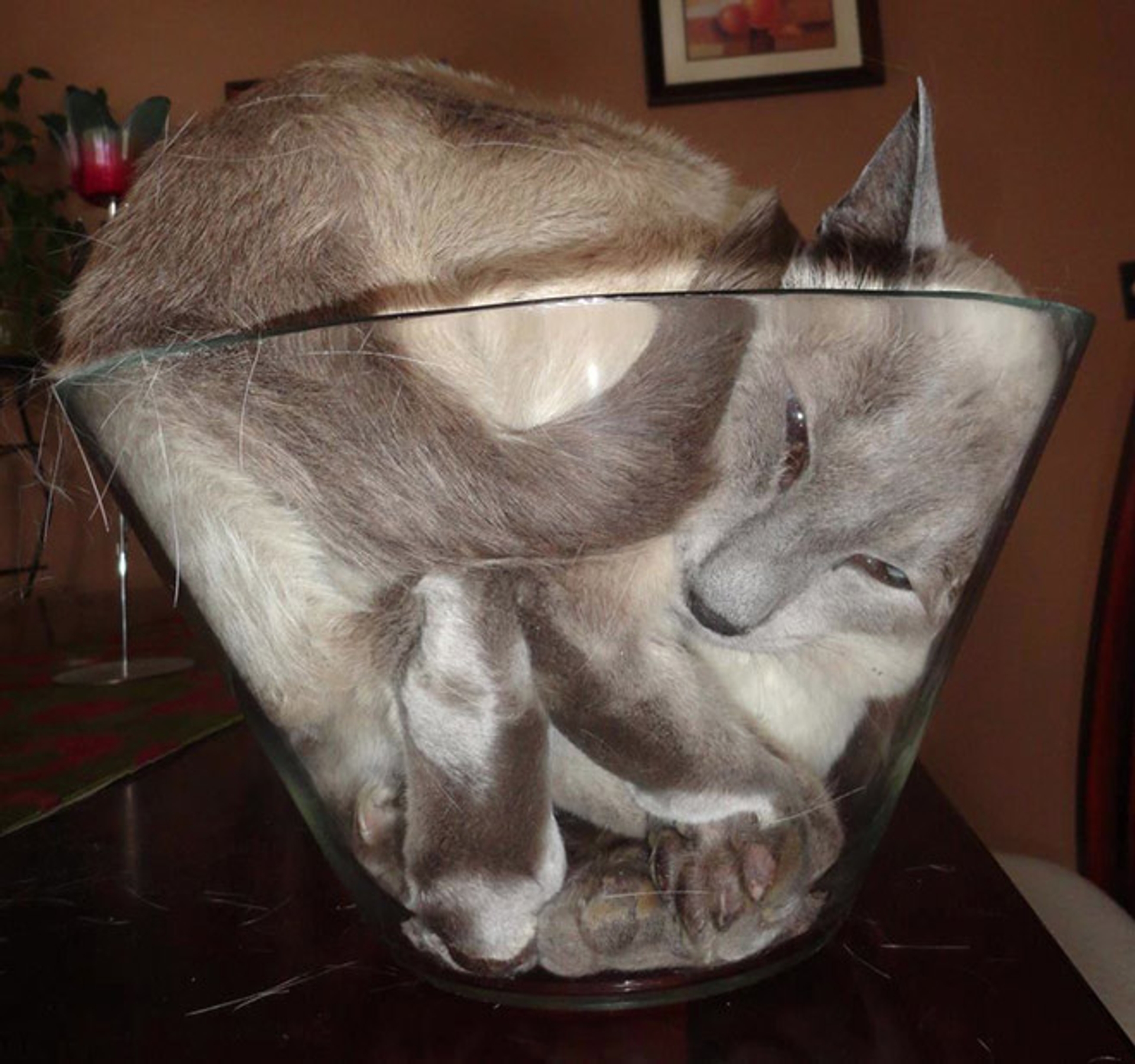cats-in-bowls9