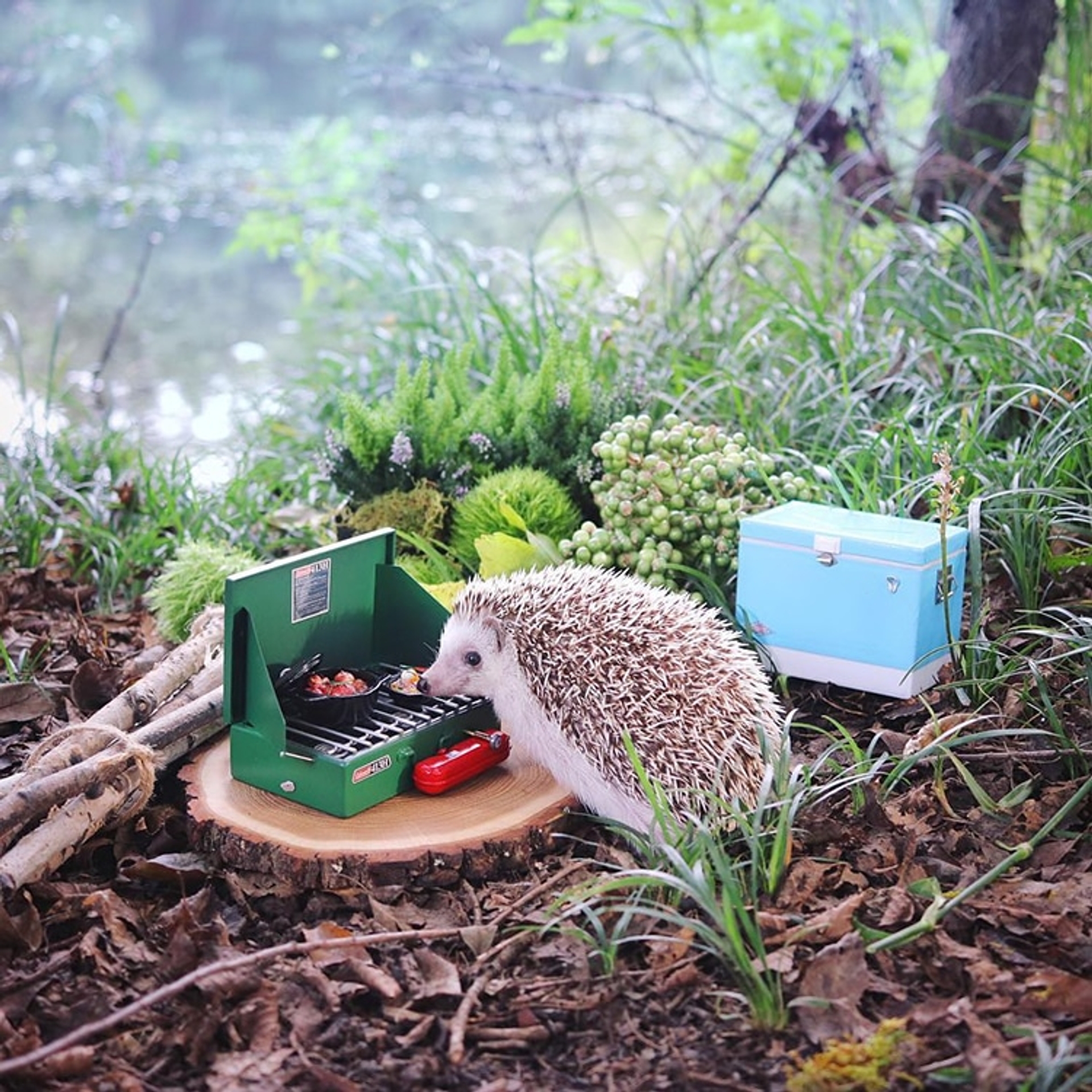 azuki-camping-hedgehog-4
