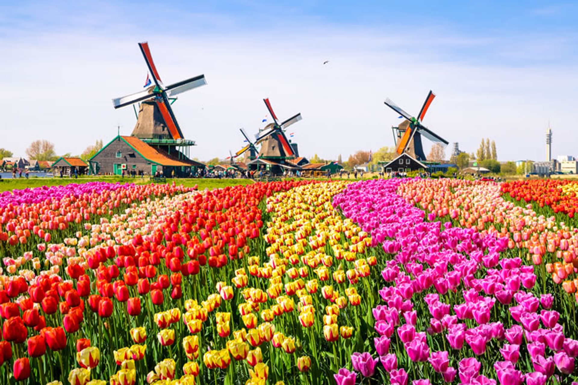 tulips-windmills-amsterdam