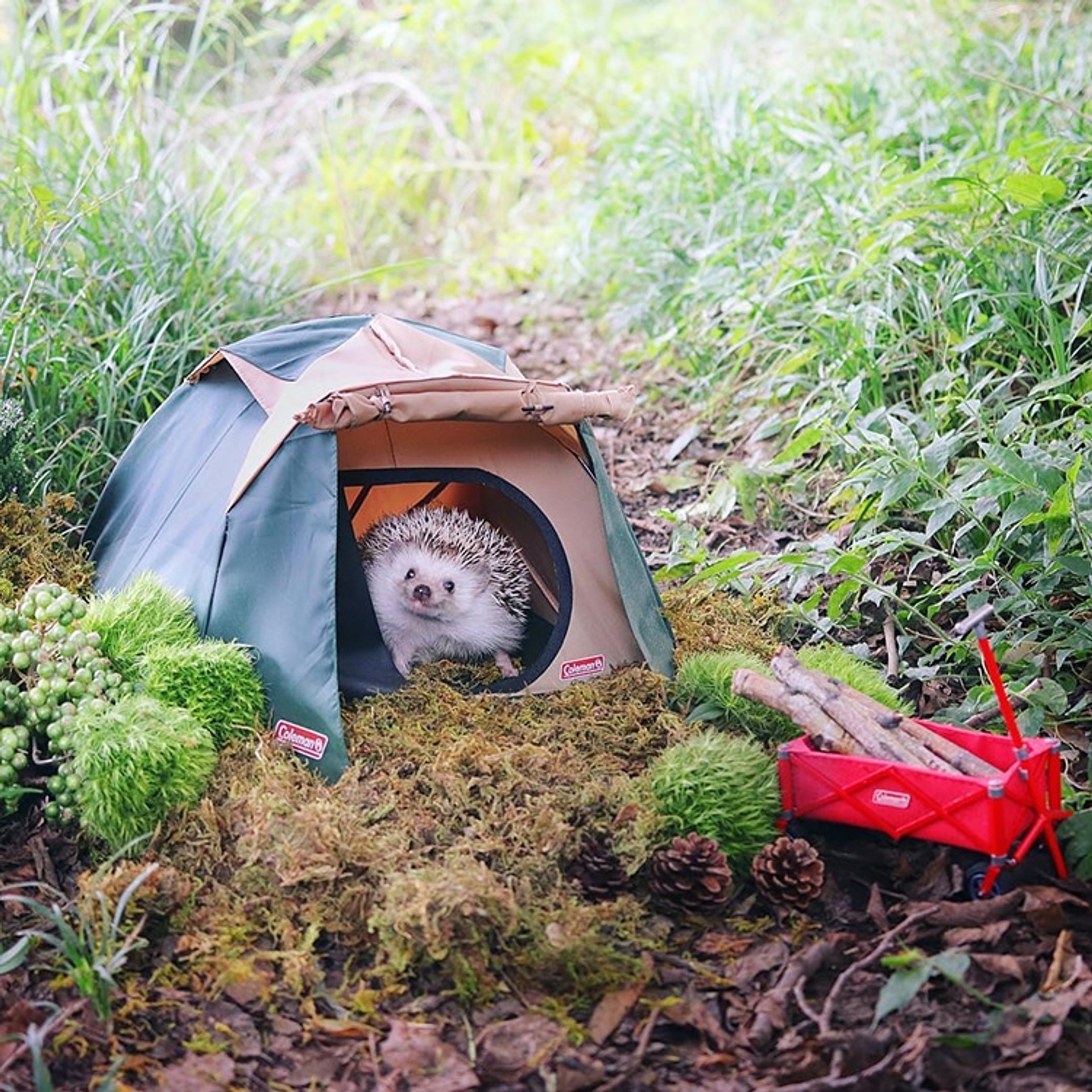 azuki-camping-hedgehog-5