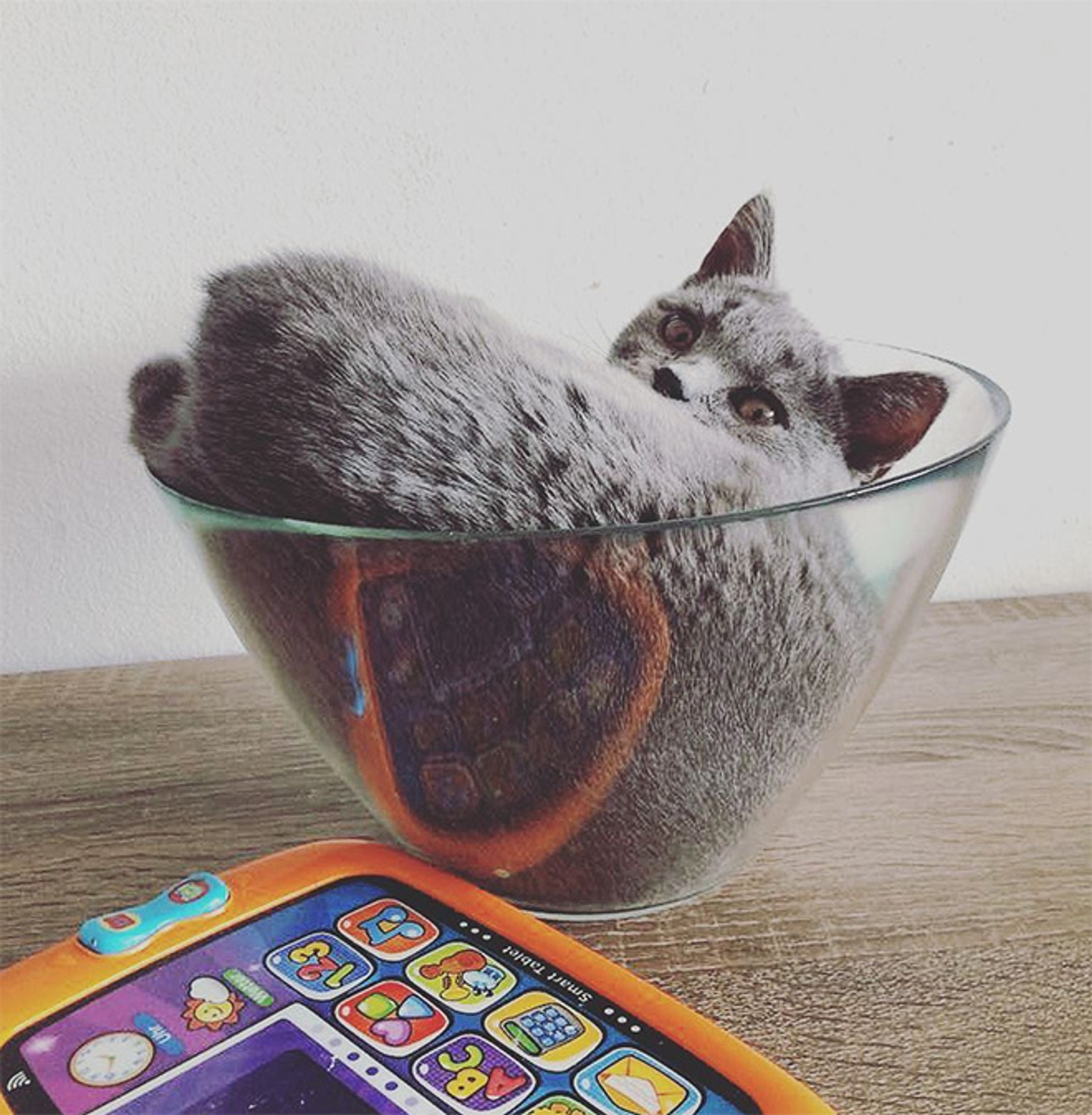 cats-in-bowls17
