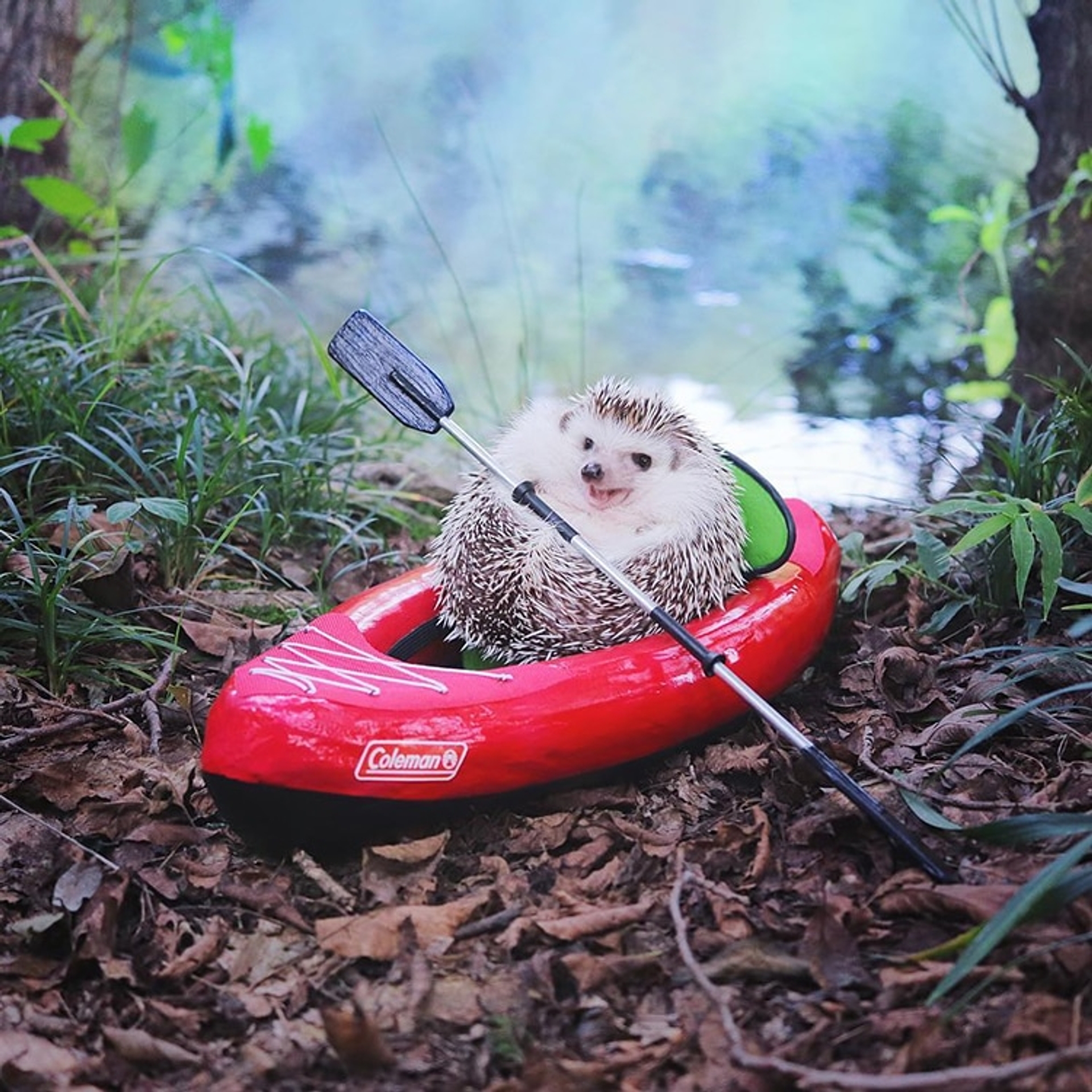 azuki-camping-hedgehog-2