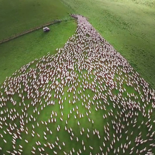 Web Draait Door: Als één schaap...