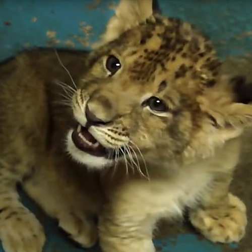 Web Draait Door: welpje probeert te brullen