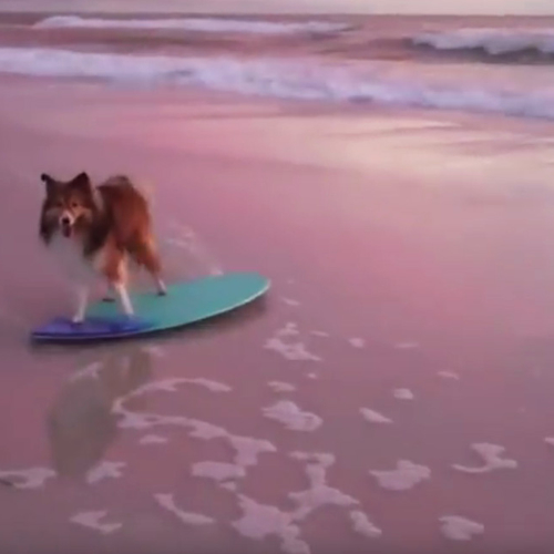 Web Draait Door: Twig, de skimboardende hond