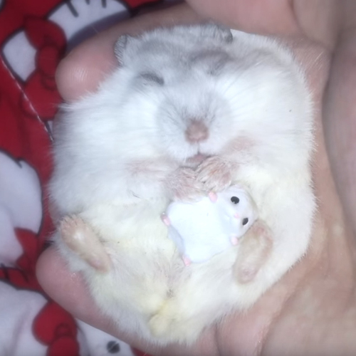 Web Draait Door: Slaap, hamstertje, slaap