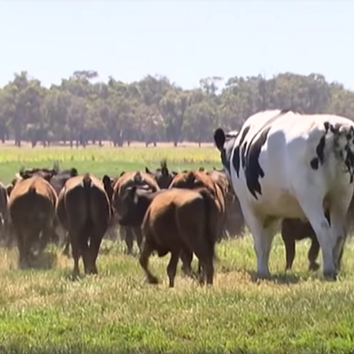 Web Draait Door: Knickers is de grootste stier van Australië
